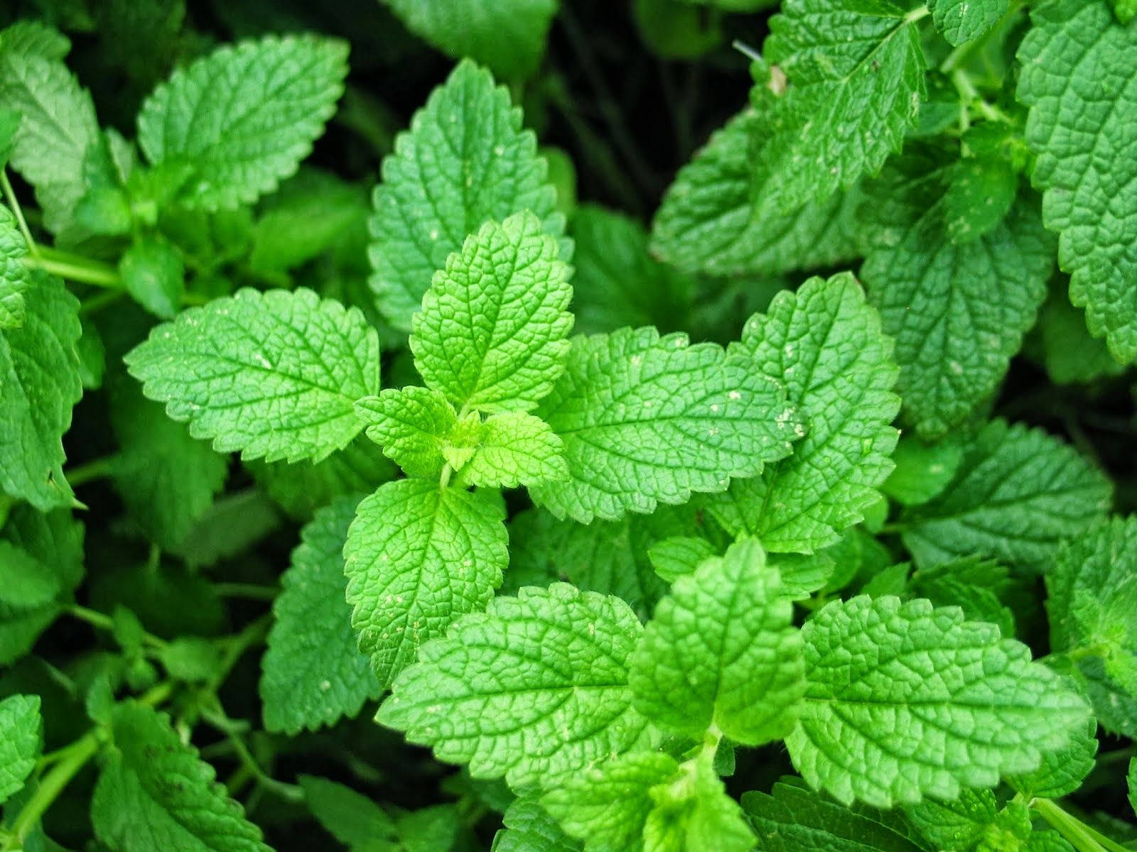 Balmy Mint Plant, mint leaves, serrated edges, HD Desktop Wallpaper