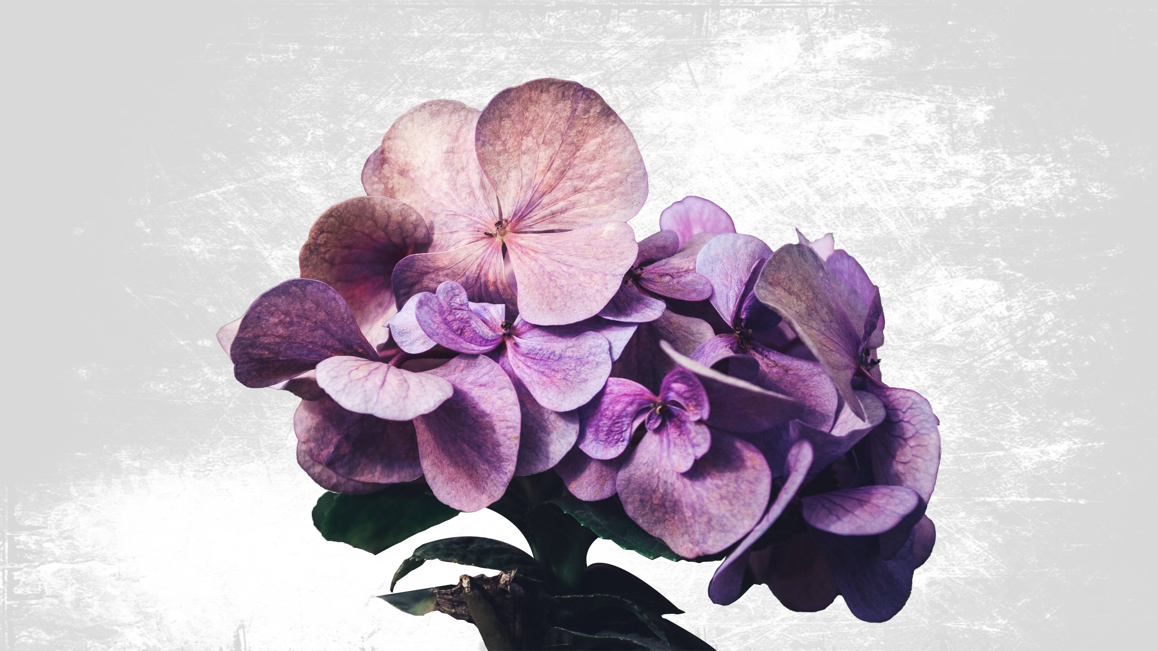 purple french hydrangea, minimalist plant, delicate purple hydrangeas, 4K Desktop Wallpaper