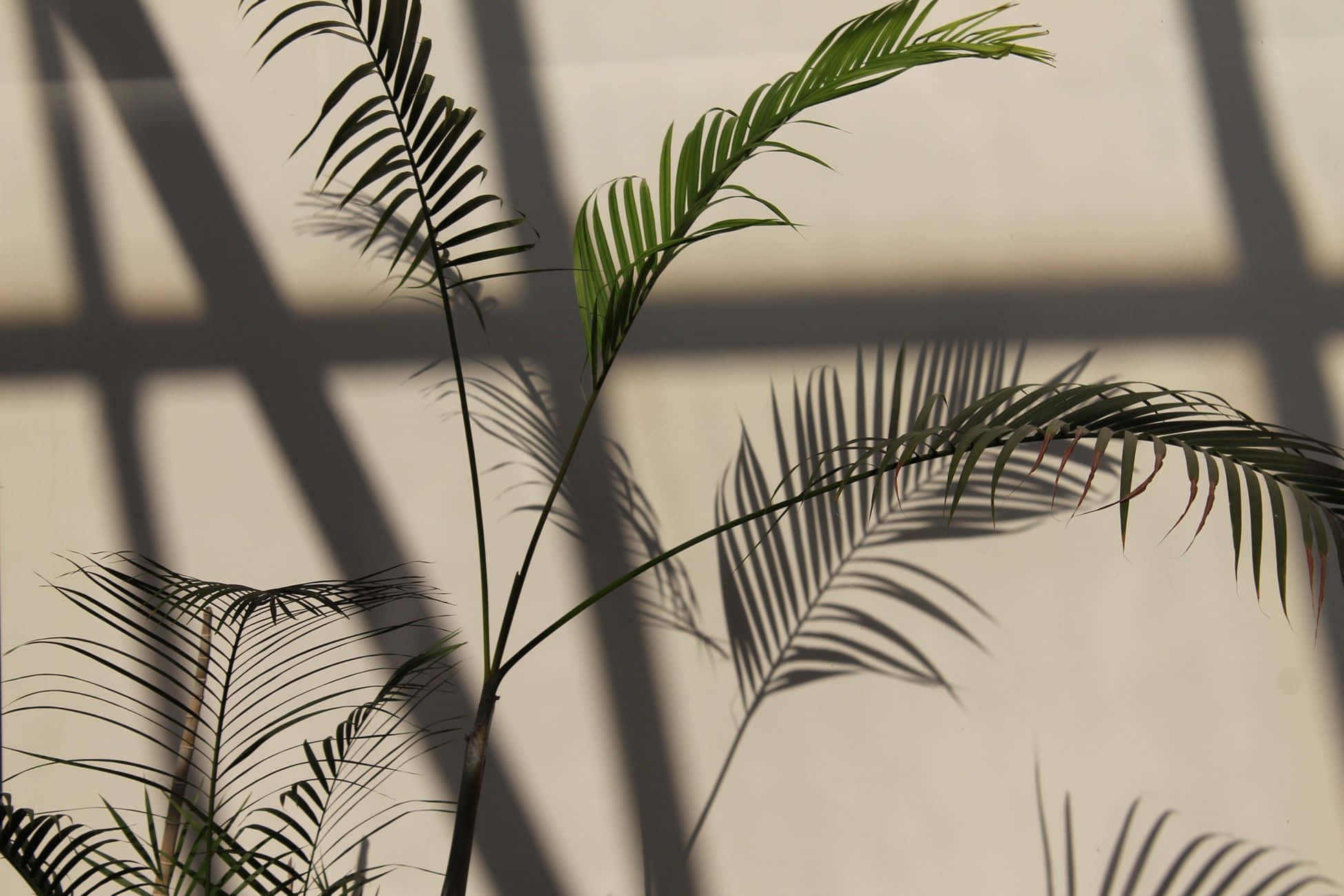 plant aesthetic desktop, palm fronds, beige wall, Full HD Desktop Wallpaper