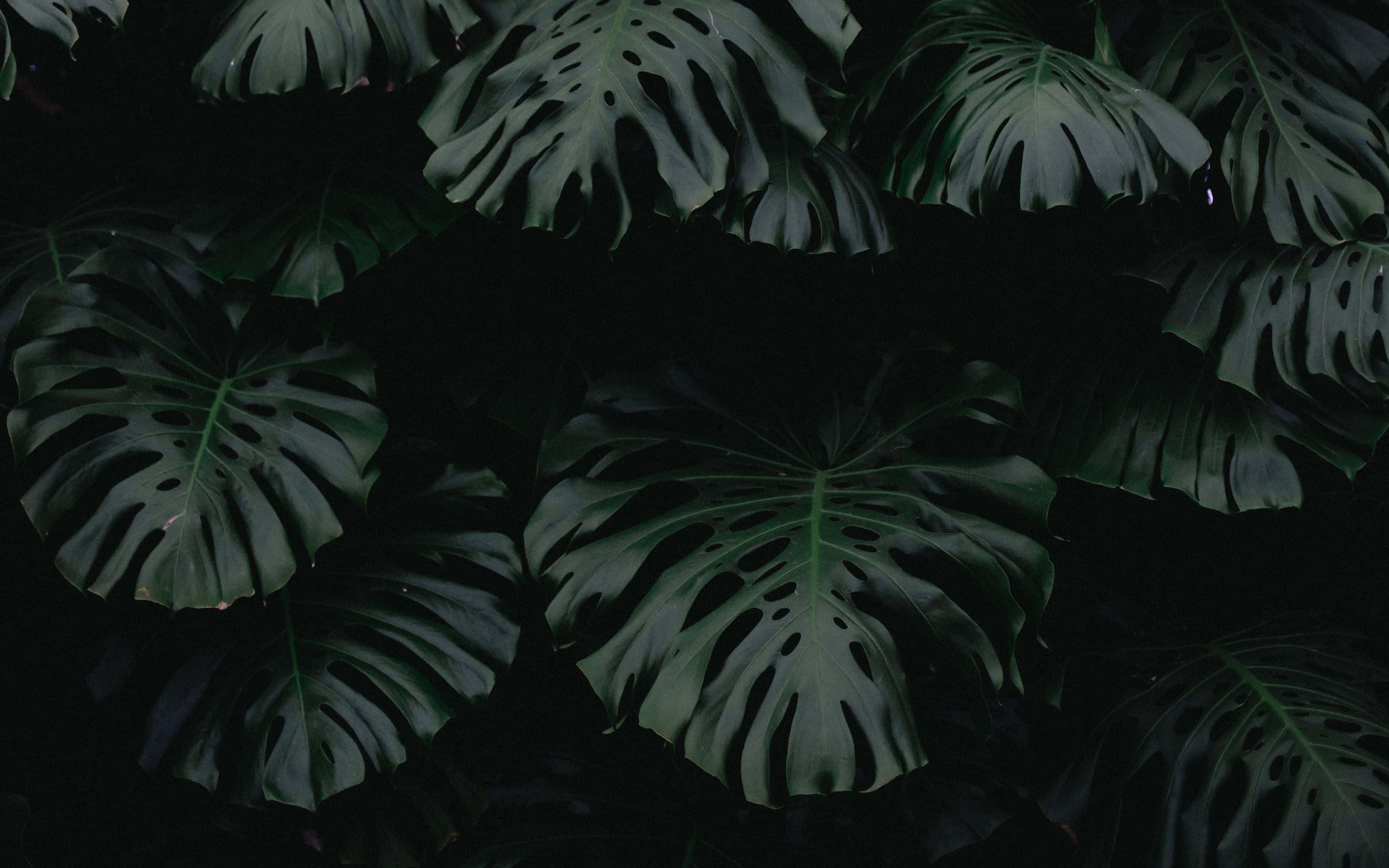 Plant Aesthetic Desktop, monstera leaves, natural holes, 4K Desktop Wallpaper