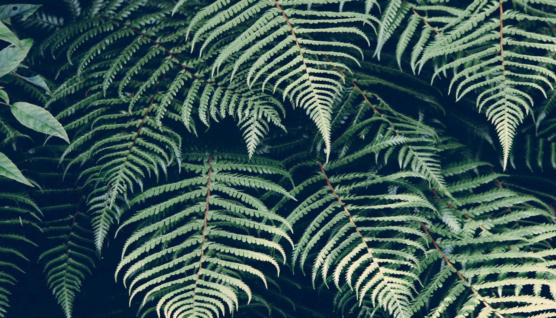 Plant Aesthetic Desktop, ferns, teal, Full HD Desktop Wallpaper