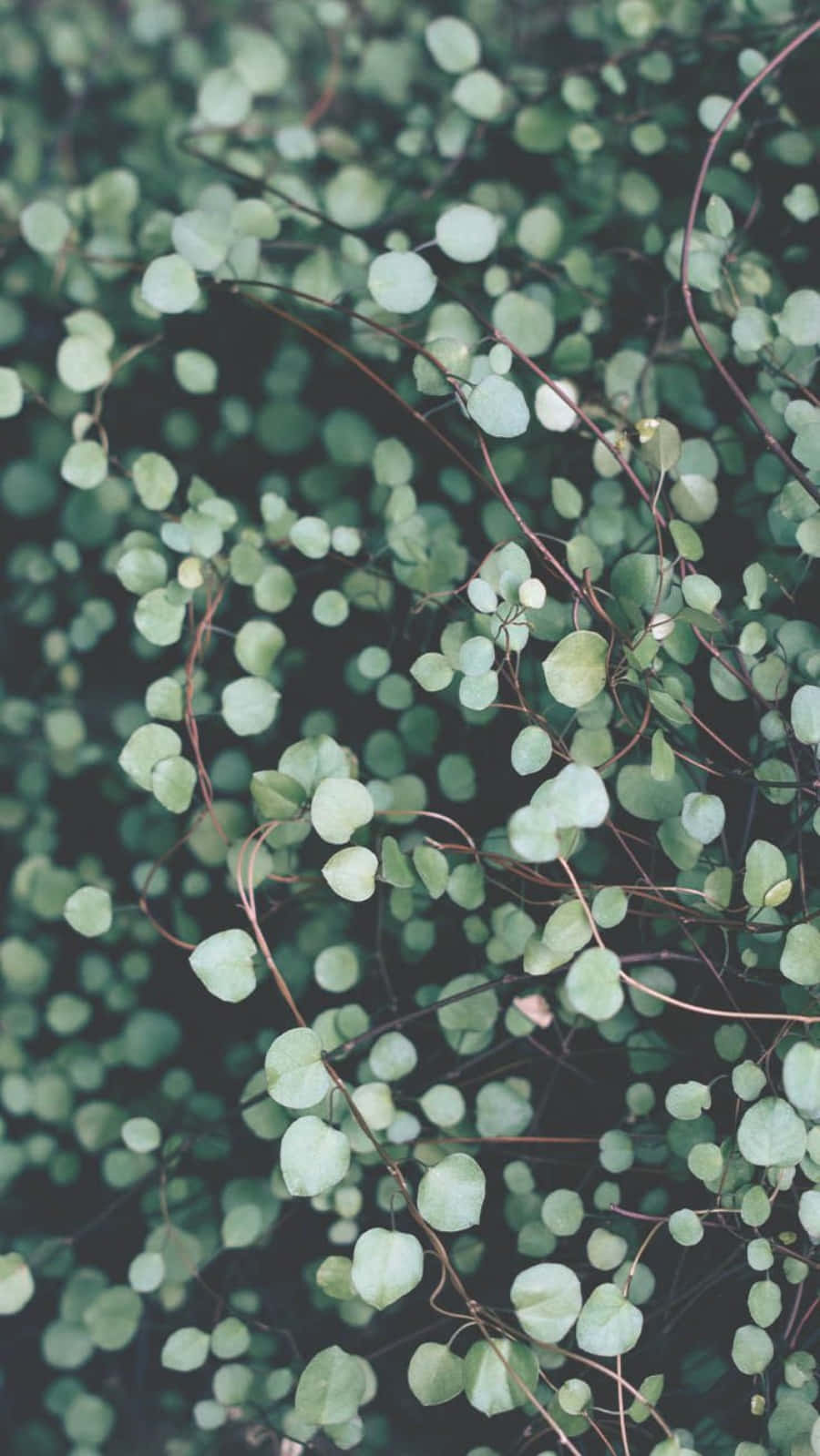 Plant Aesthetic Phone, small leaves, delicate round green leaves, HD Phone Wallpaper