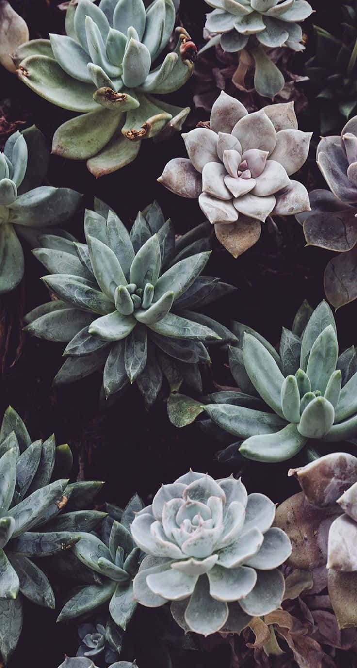 Plant Phone, succulents, muted green, HD Phone Wallpaper