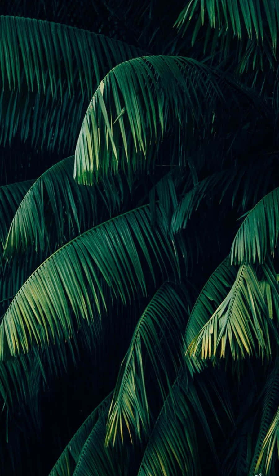 Pine Leaves, Plant Aesthetic Phone, tropical palm fronds, HD Phone Wallpaper