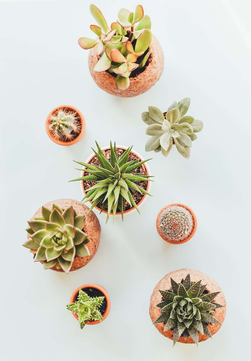 succulents, cacti, terracotta pots, HD Phone Wallpaper