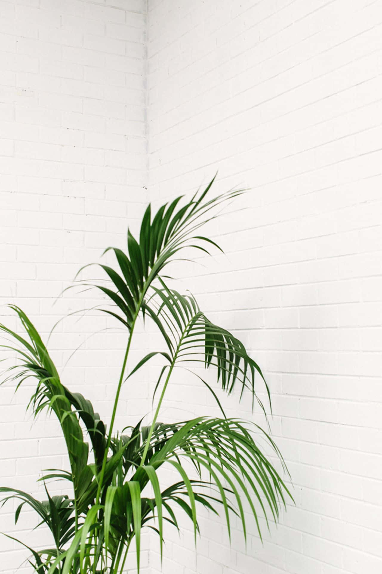 Plant Aesthetic Phone, lush green palm plant, clean white brick wall, Full HD Phone Wallpaper