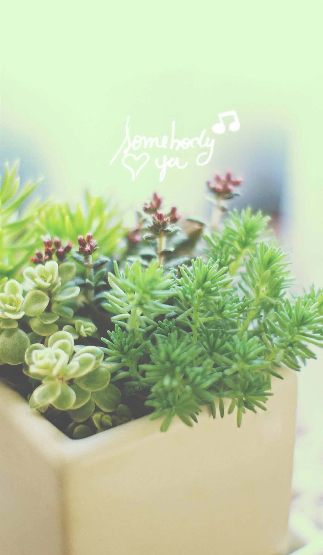succulents, cream pot, soft bokeh background, HD Phone Wallpaper