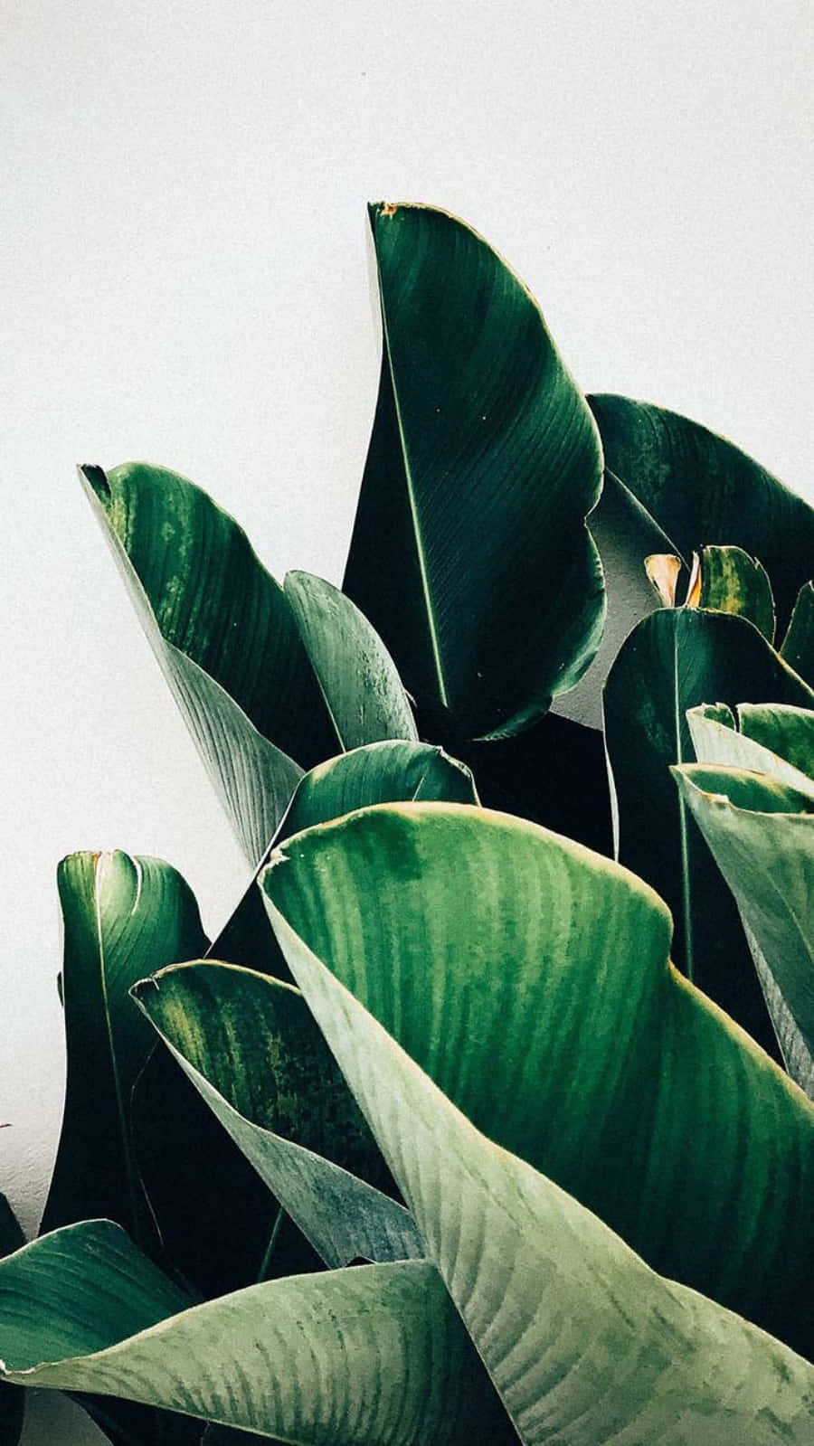 Plant Aesthetic Phone, minimalist botanical composition, glossy green leaves, HD Phone Wallpaper