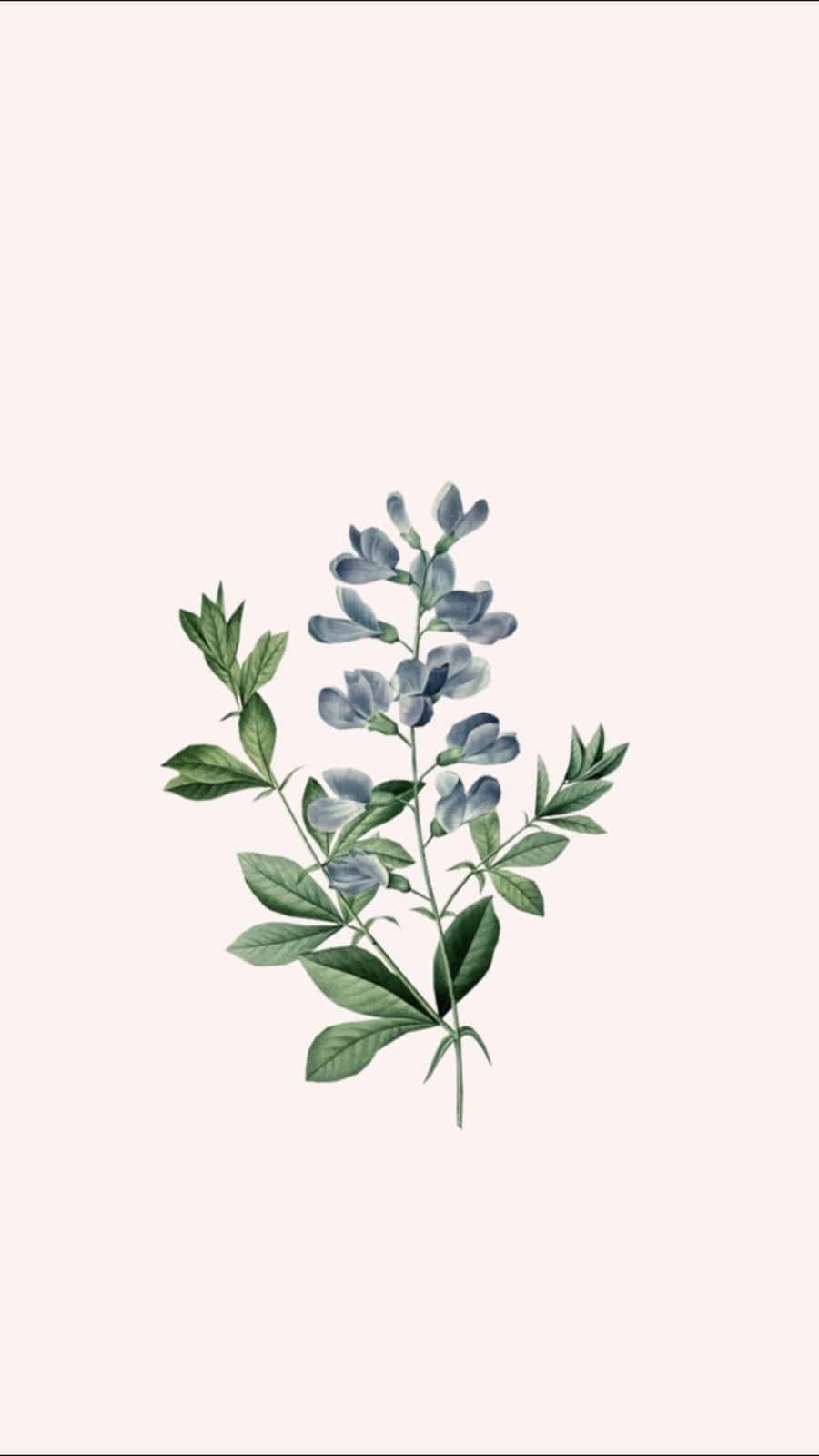 blue flower, green leaves, pink background, HD Phone Wallpaper