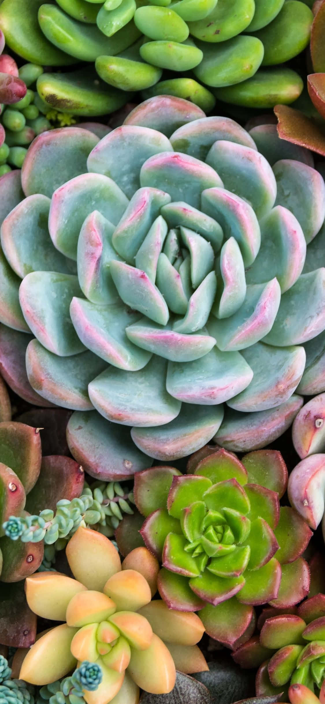succulents, rosettes, shades of green pink and yellow, Full HD Phone Wallpaper