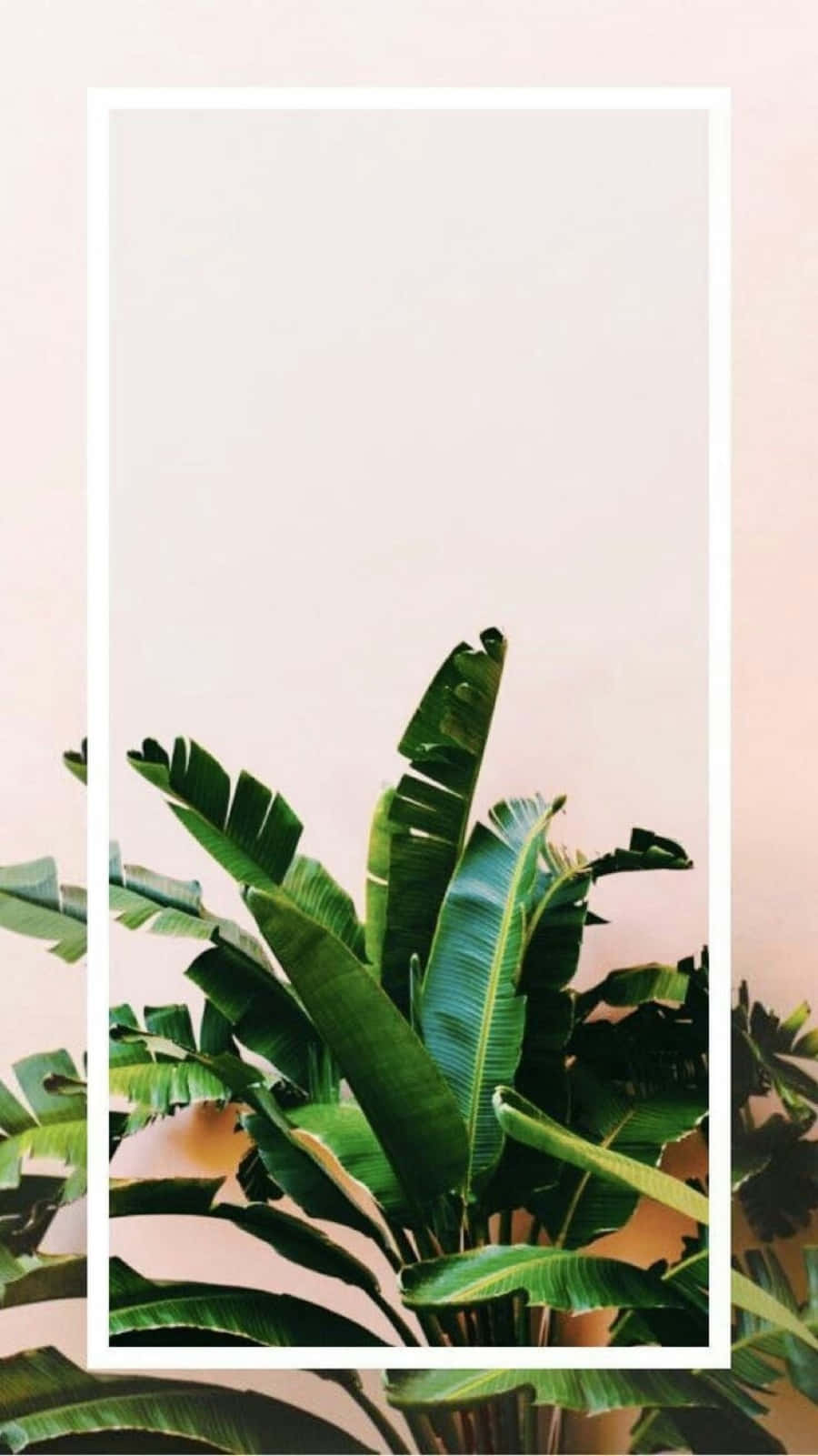 plant aesthetic phone, tropical banana leaves, white frame, HD Phone Wallpaper