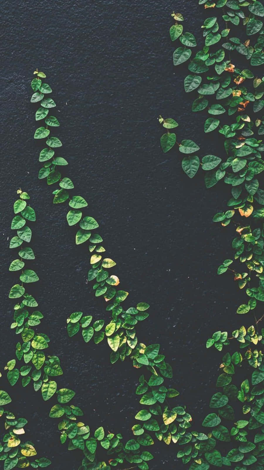 Leaves Vines Plant Aesthetic Phone, vibrant green ivy leaves, dark textured wall, HD Phone Wallpaper