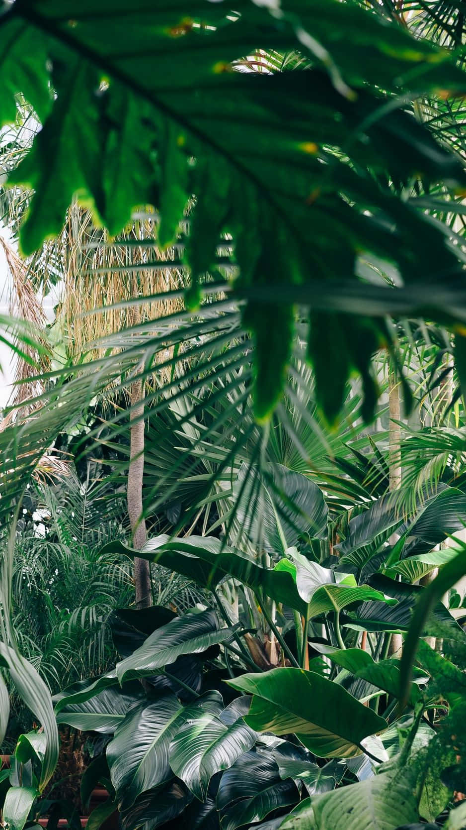 tropical garden, lush tropical foliage, large green leaves, HD Phone Wallpaper