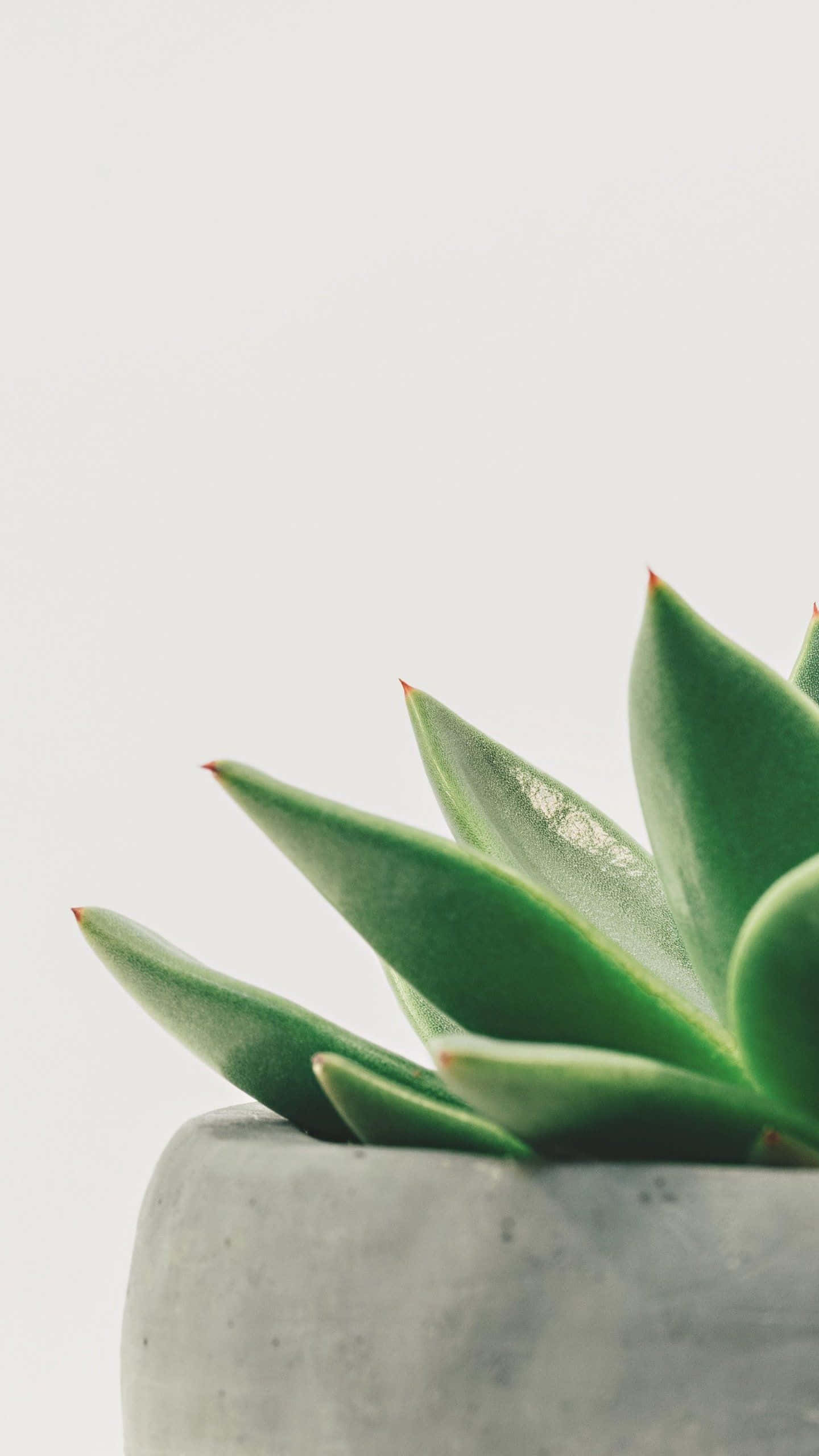 green succulent, pointed leaves, gray concrete pot, 2K Phone Wallpaper
