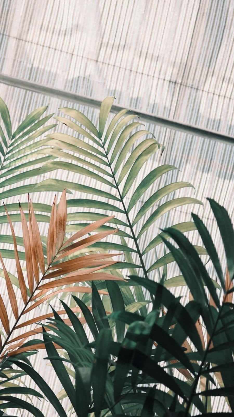 tropical plant, palm fronds, glass wall, HD Phone Wallpaper