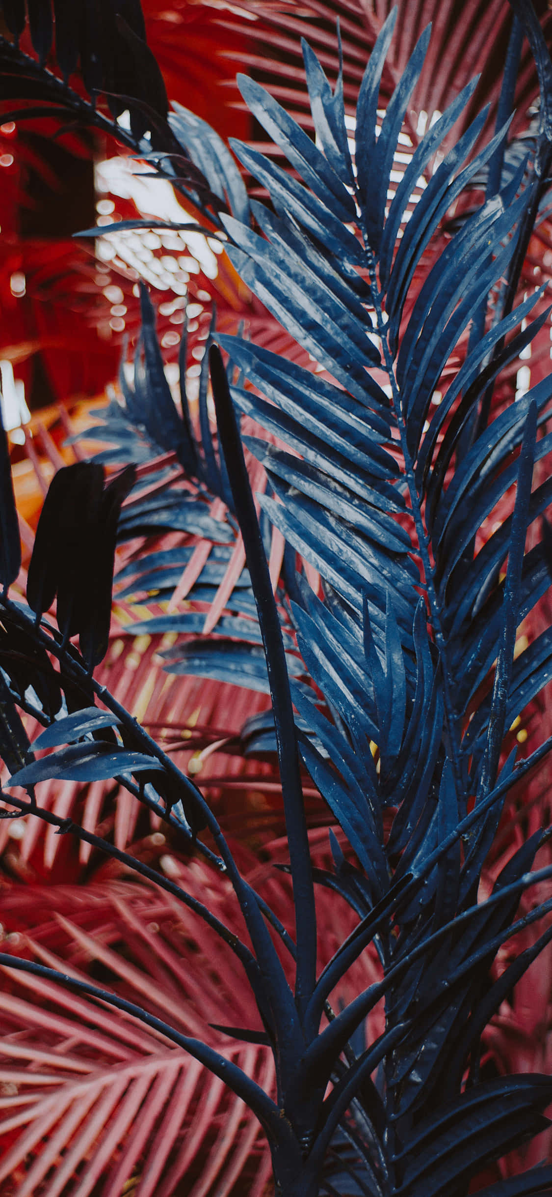 tropical leaves, vibrant red, deep blue, Full HD Phone Wallpaper
