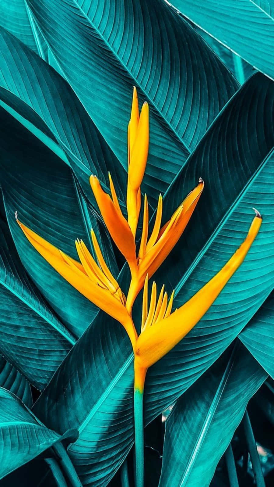 bird of paradise, teal tropical leaves, vibrant orange, HD Phone Wallpaper