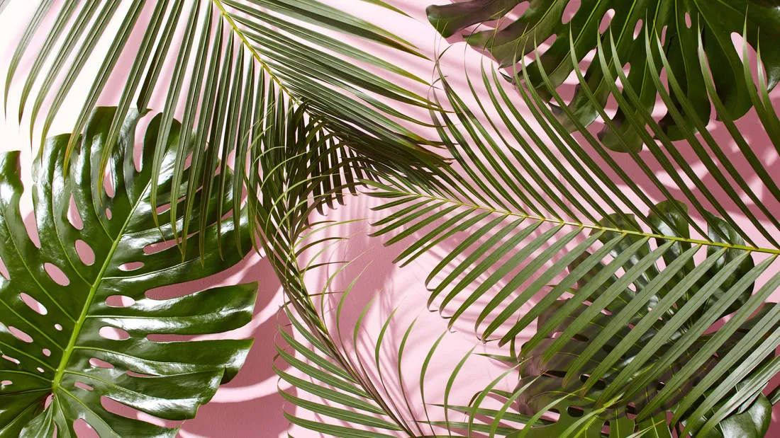 Plant Aesthetic