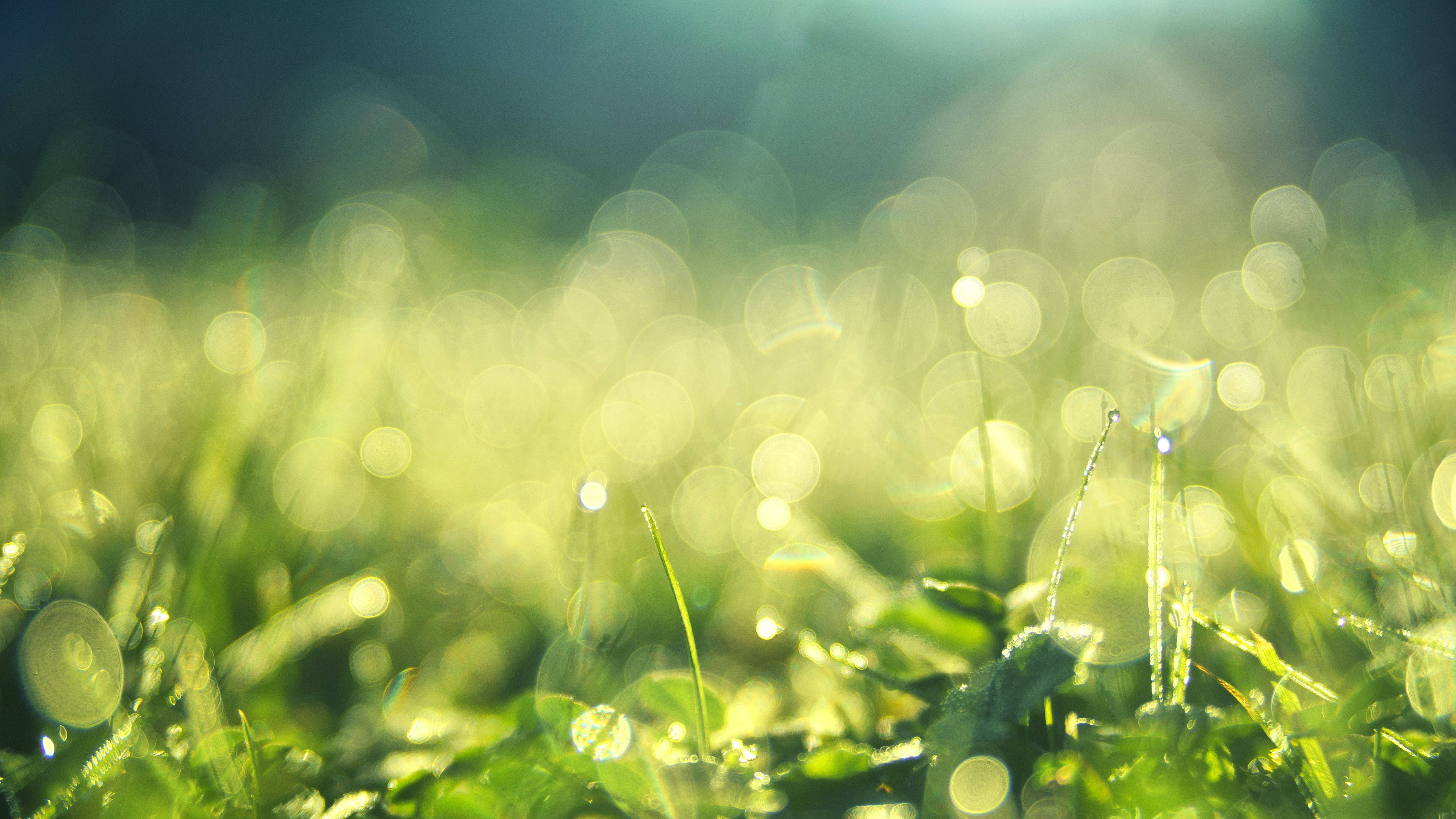 Hijau, green lights, dewy grass, 5K Desktop Wallpaper