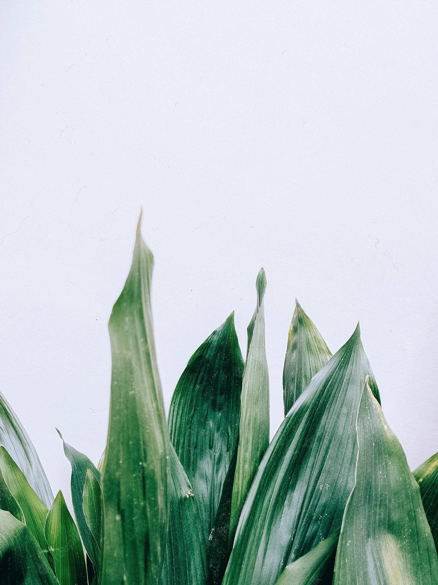 leaves, green, white, Full HD Phone Wallpaper