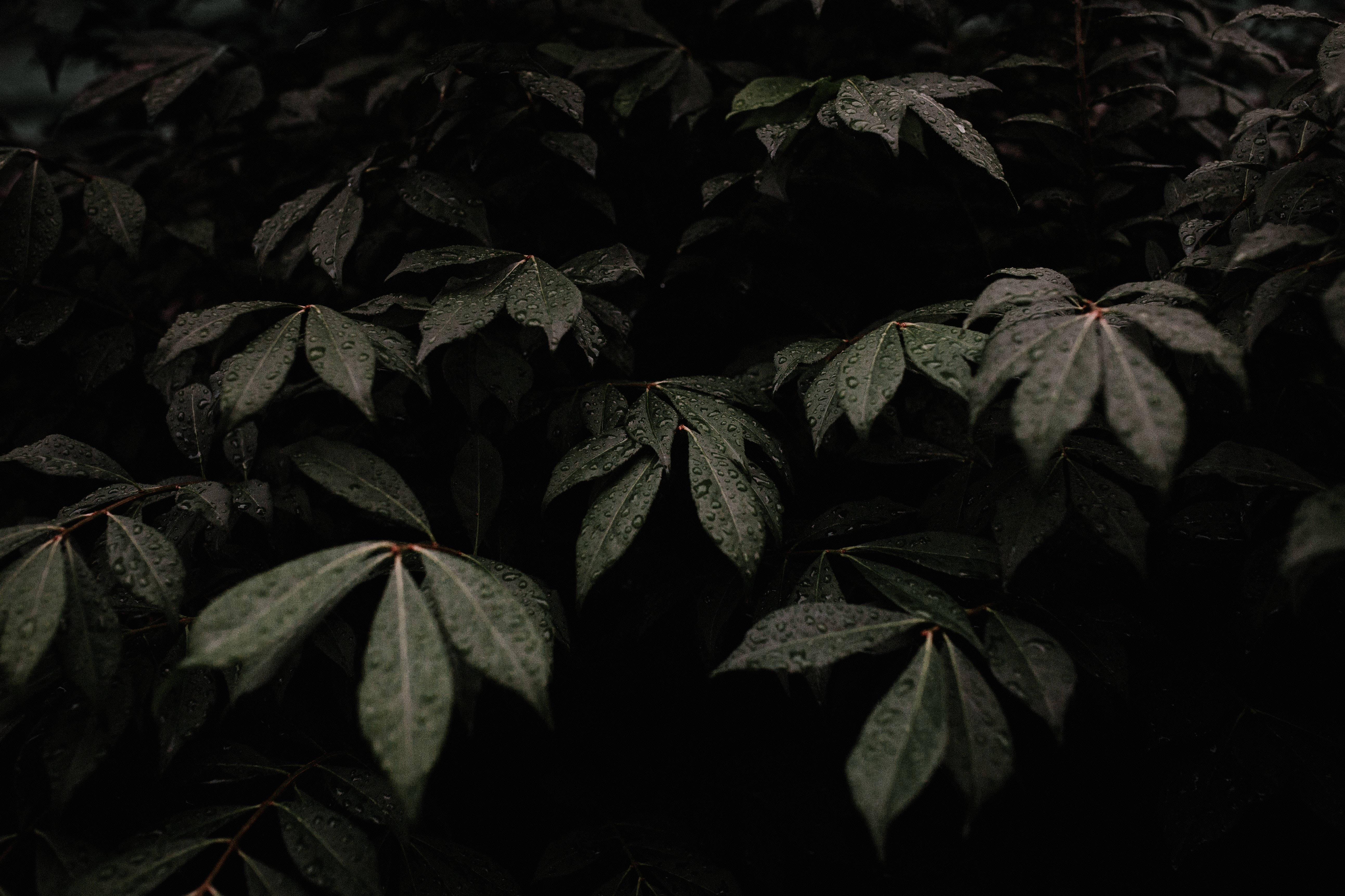 Dark Plant Aesthetic, dark green leaves, raindrops, 5K Desktop Wallpaper