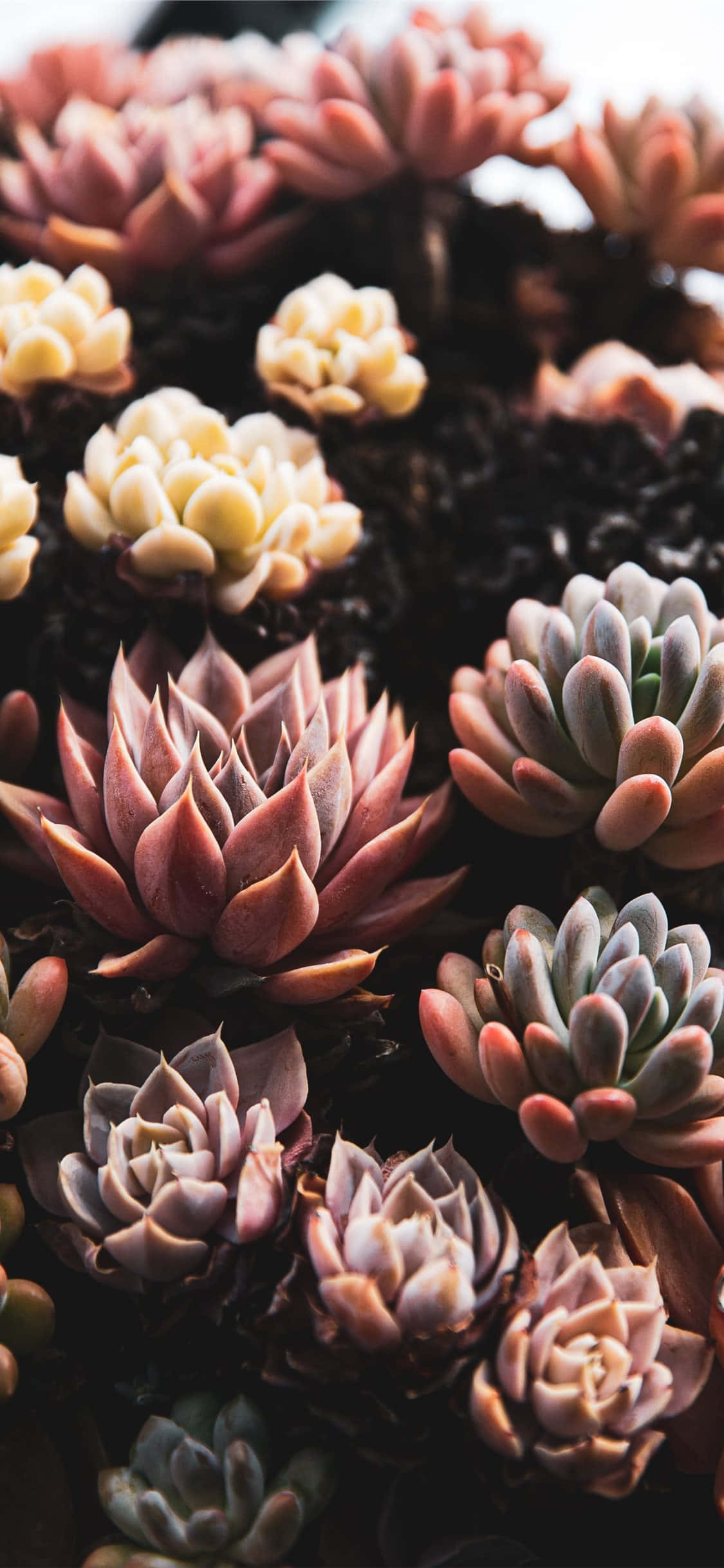 succulents, rosy pink, creamy yellow, Full HD Phone Wallpaper