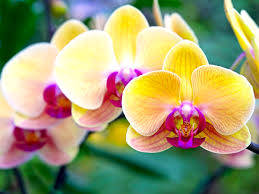 yellow moth orchid variety, vibrant yellow orchids, pink centers, SD Desktop Wallpaper