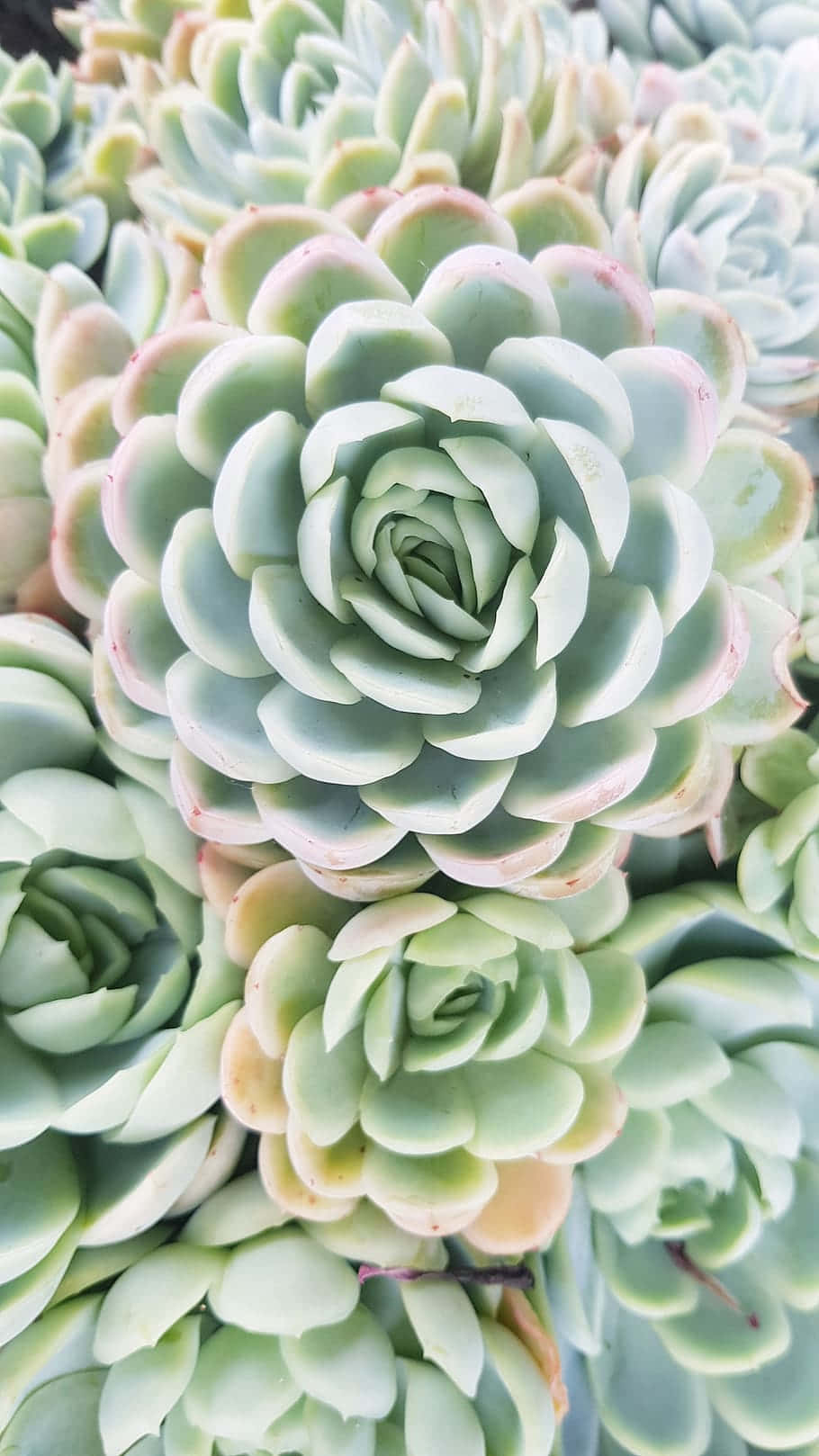 succulent, rosette-shaped, pale green leaves, HD Phone Wallpaper