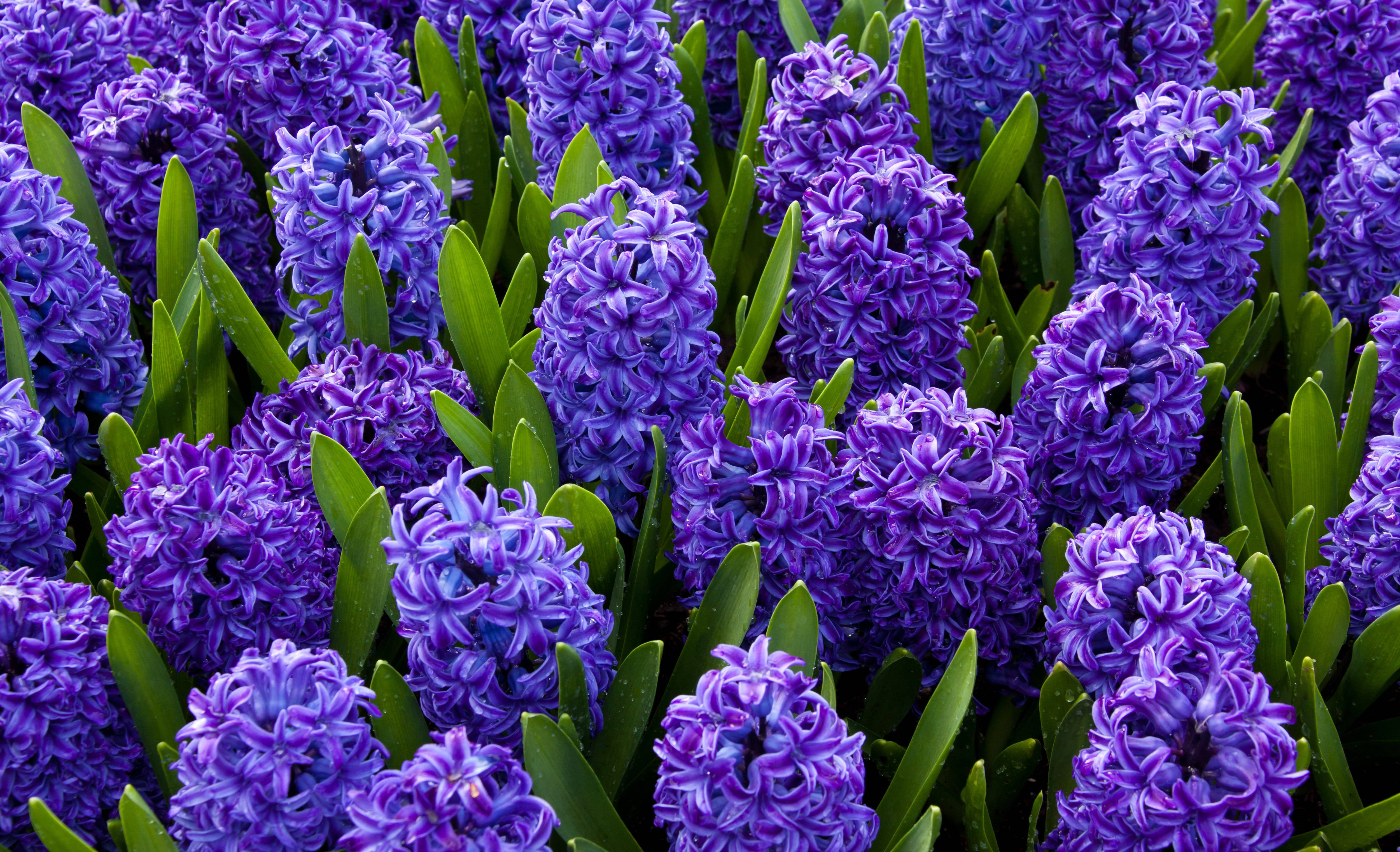 purple hyacinth, green leaves, close-up garden view, 4K Desktop Wallpaper