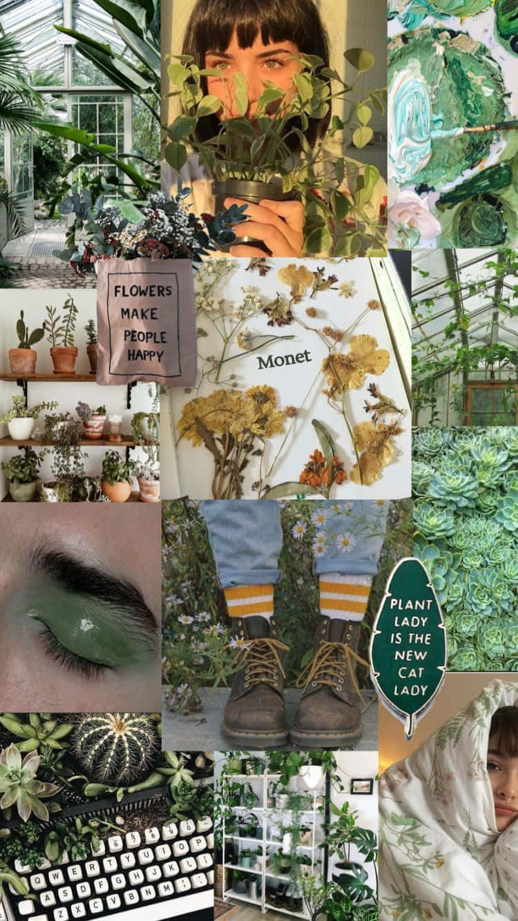 green plant aesthetic, glasshouses, shelves, HD Phone Wallpaper