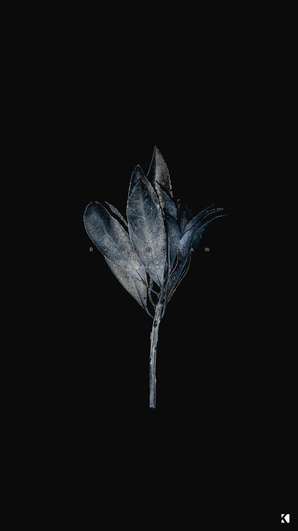 black aesthetic, iPhone, dried plant, HD Phone Wallpaper