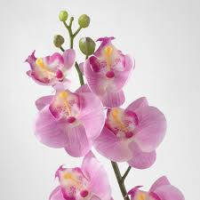 orchid, pink orchids, yellow centers, SD Desktop Wallpaper