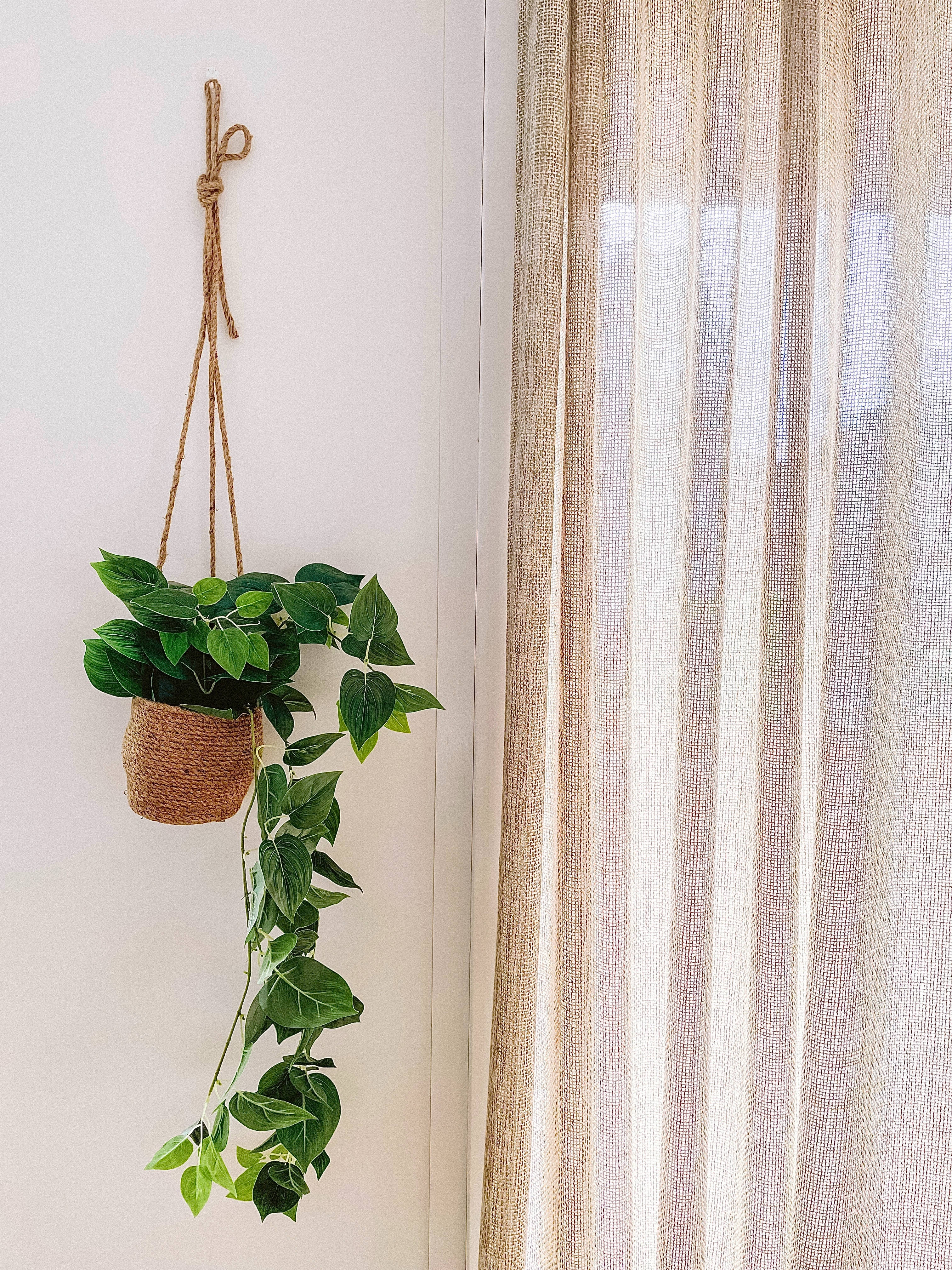 pothos plant, woven basket, sheer beige curtains, 4K Phone Wallpaper