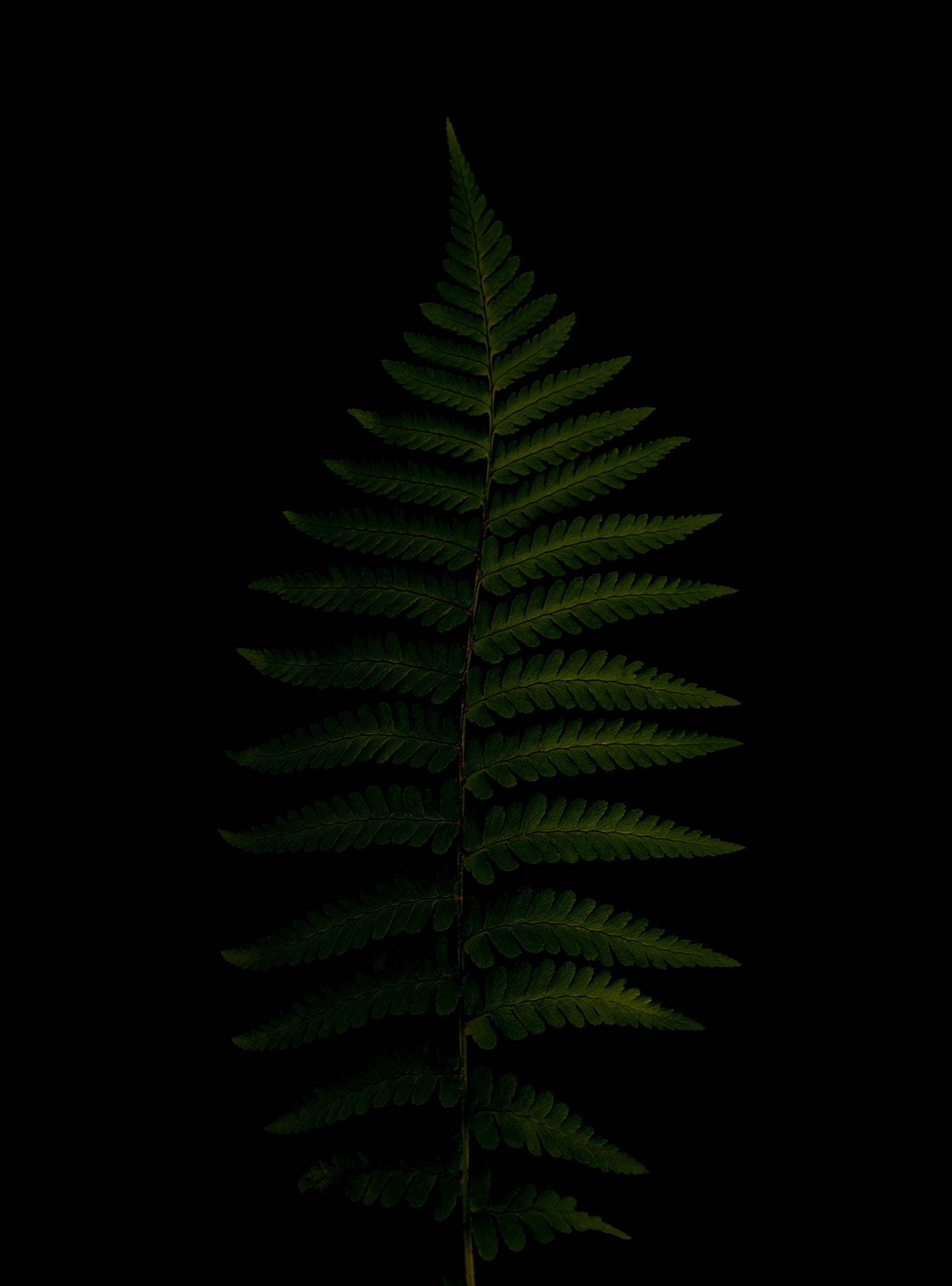 green fern leaves, pure black background, HD phone wallpaper, 2K Phone Wallpaper