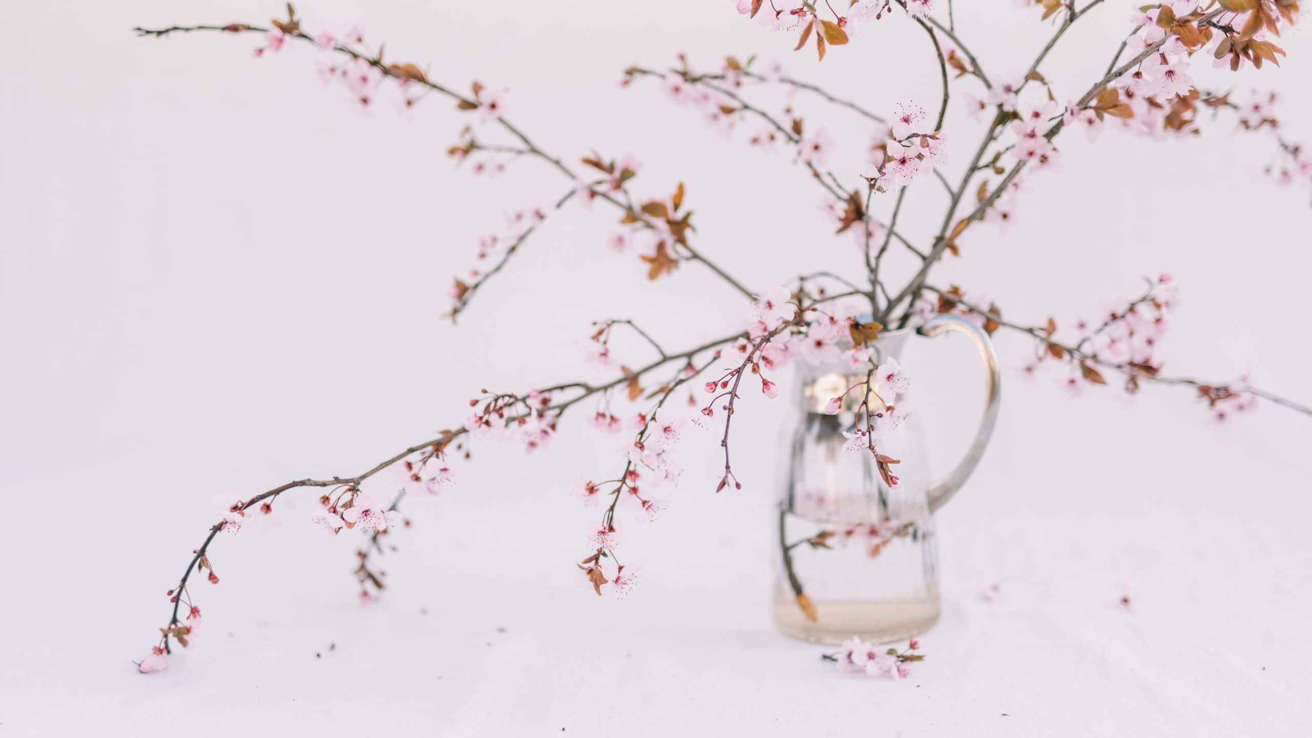Cherry Blossom Plant Aesthetic Desktop, pink cherry blossoms, clear glass pitcher, 2K Desktop Wallpaper