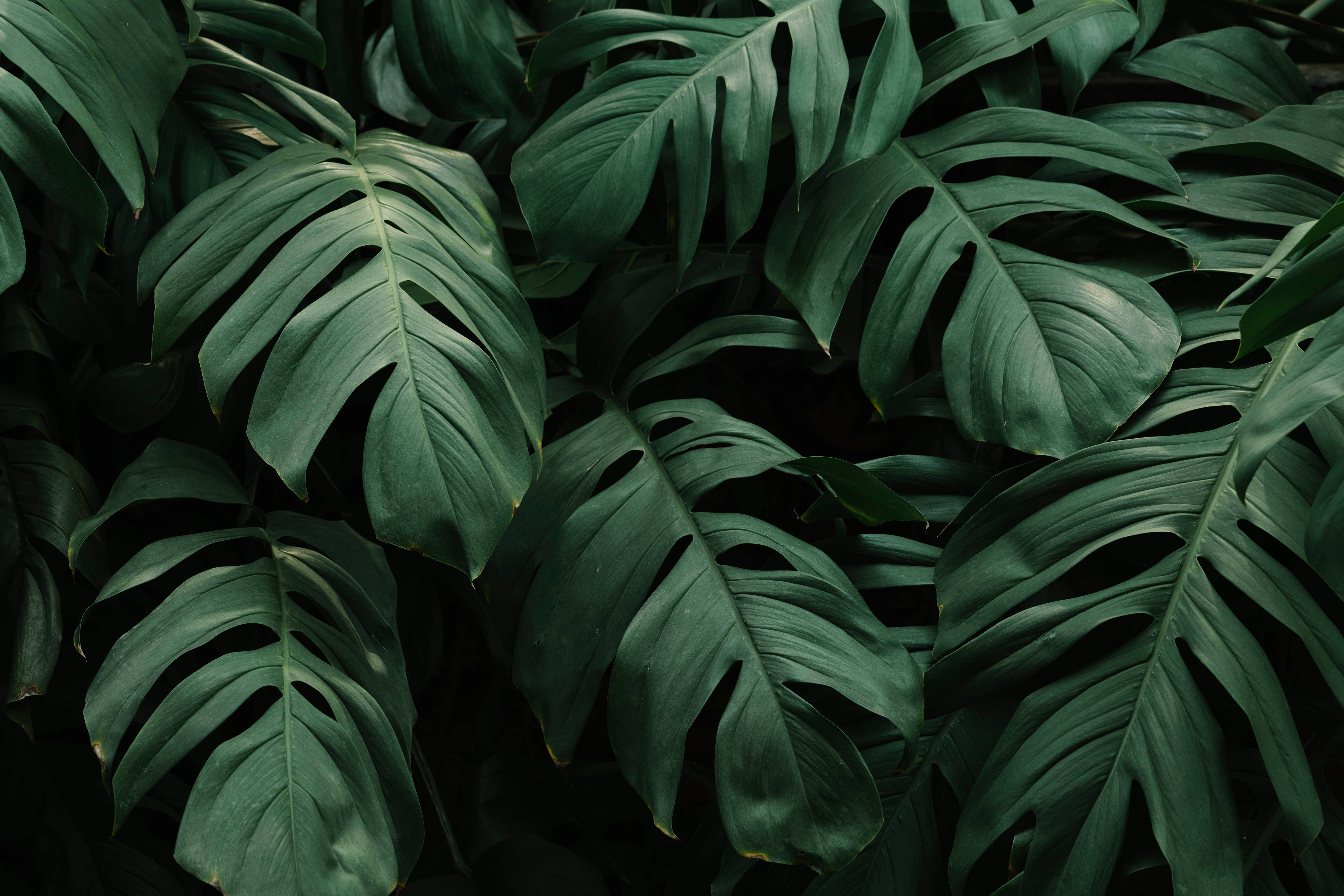 monstera, deep green, tropical canopy, 5K Desktop Wallpaper