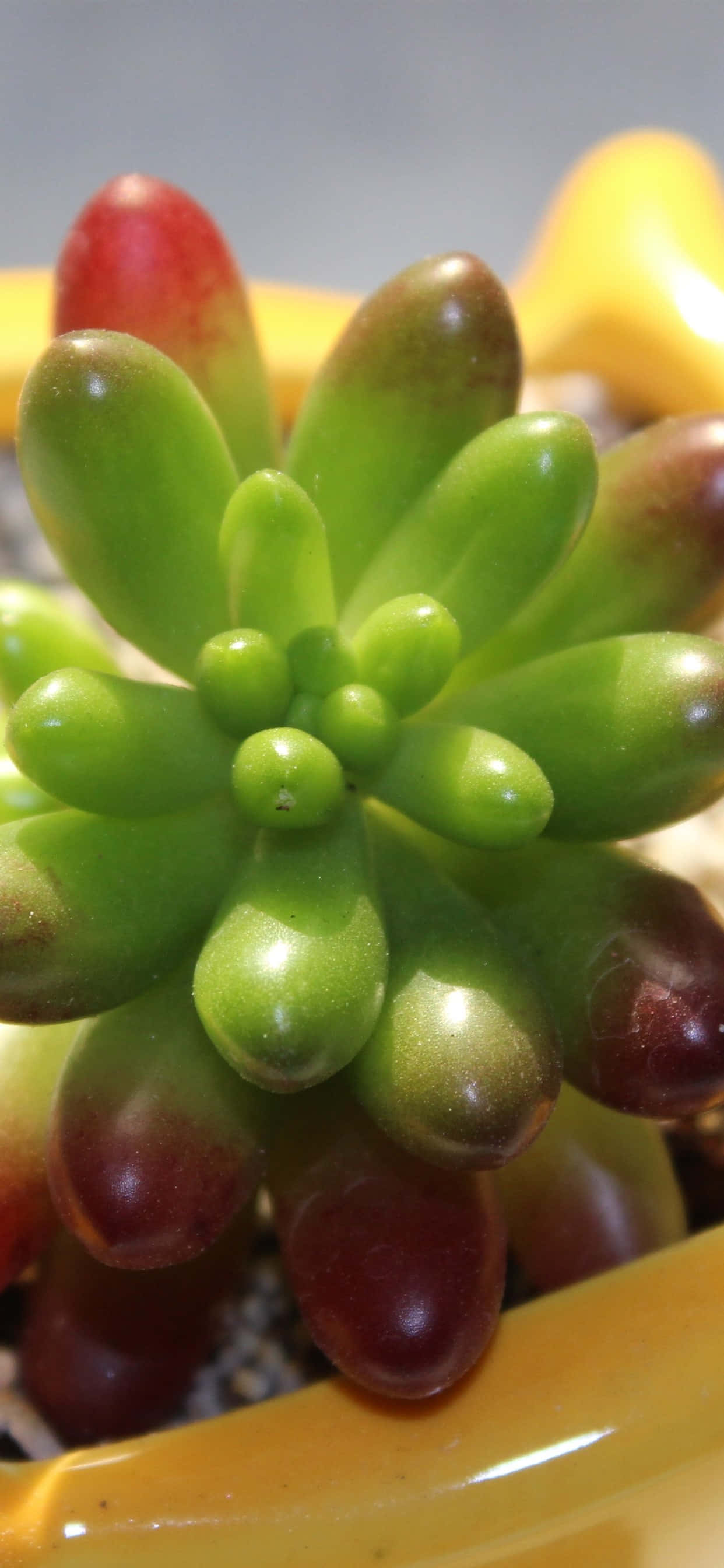 succulent, green, red, 2K Phone Wallpaper
