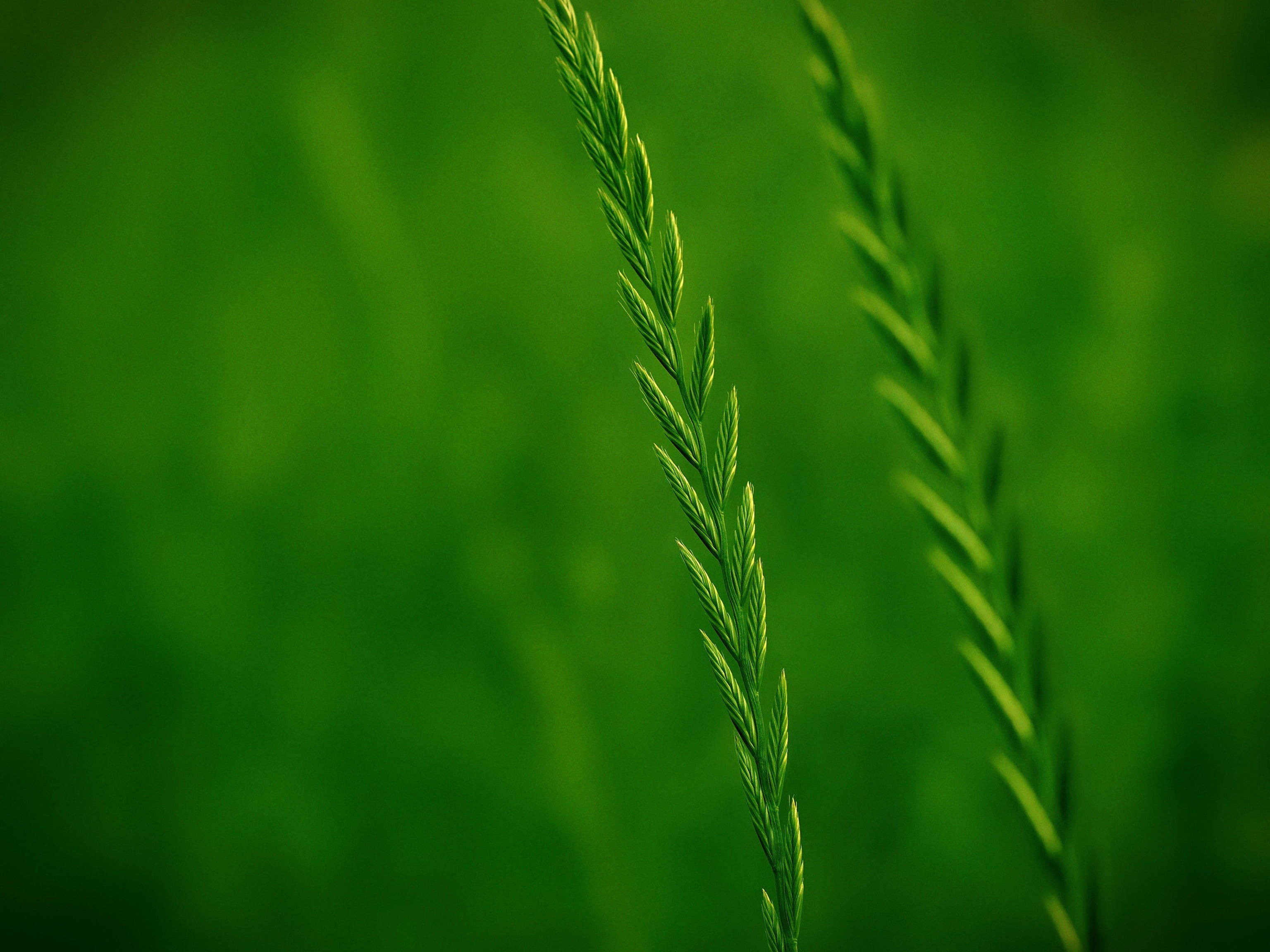 grass green, blade of grass, soft green bokeh background, 2K Desktop Wallpaper