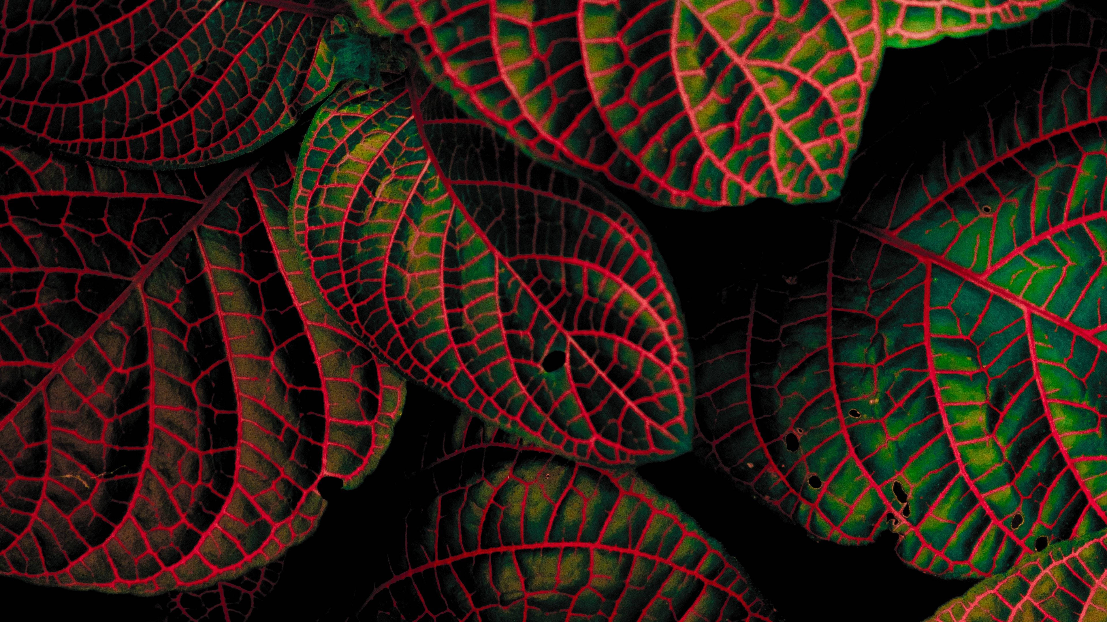 Fittonia, red stripes, vibrant green leaves, 4K Desktop Wallpaper