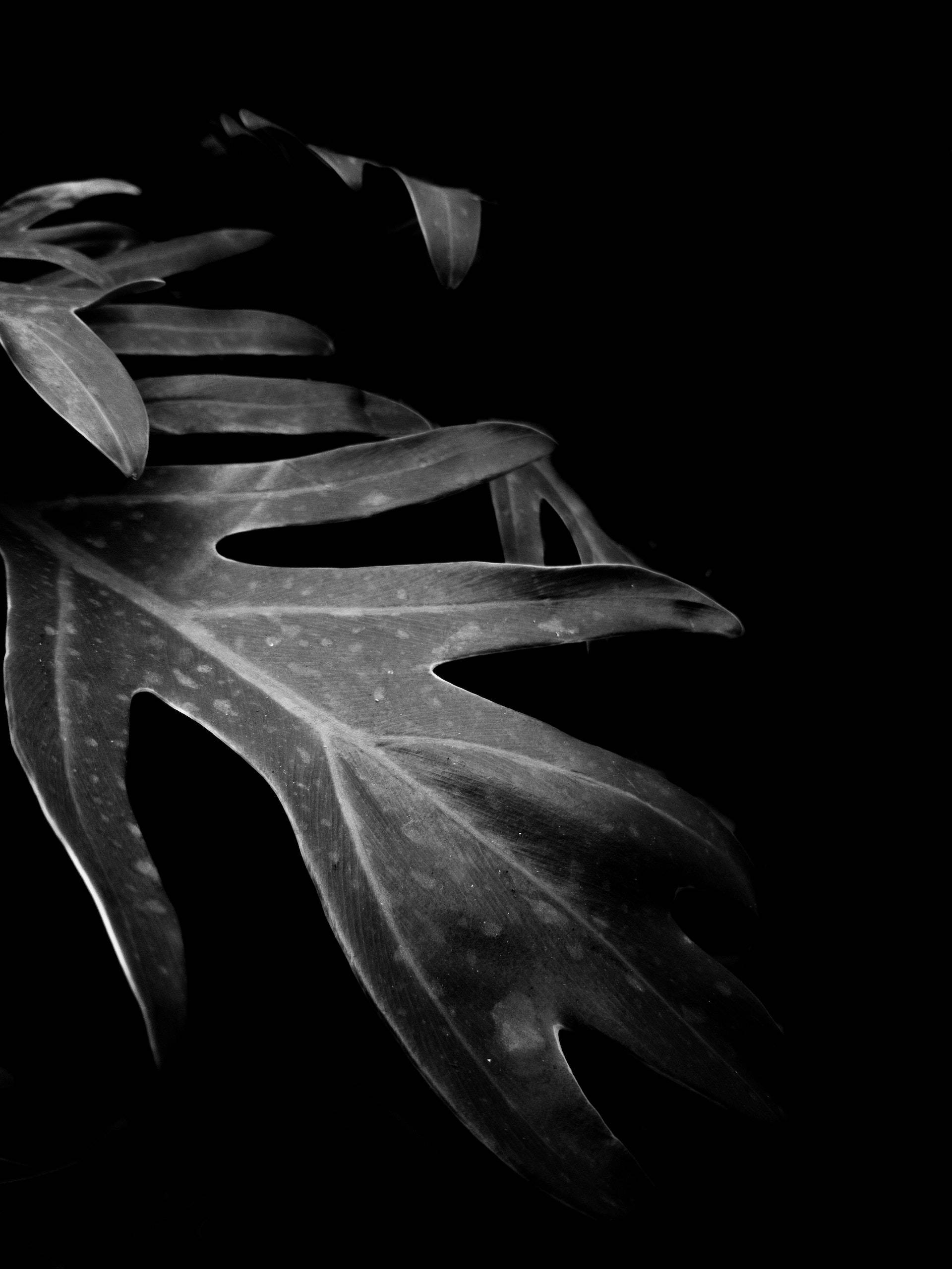 Plant Black Phone, monstera leaf, black and white, 2K Phone Wallpaper