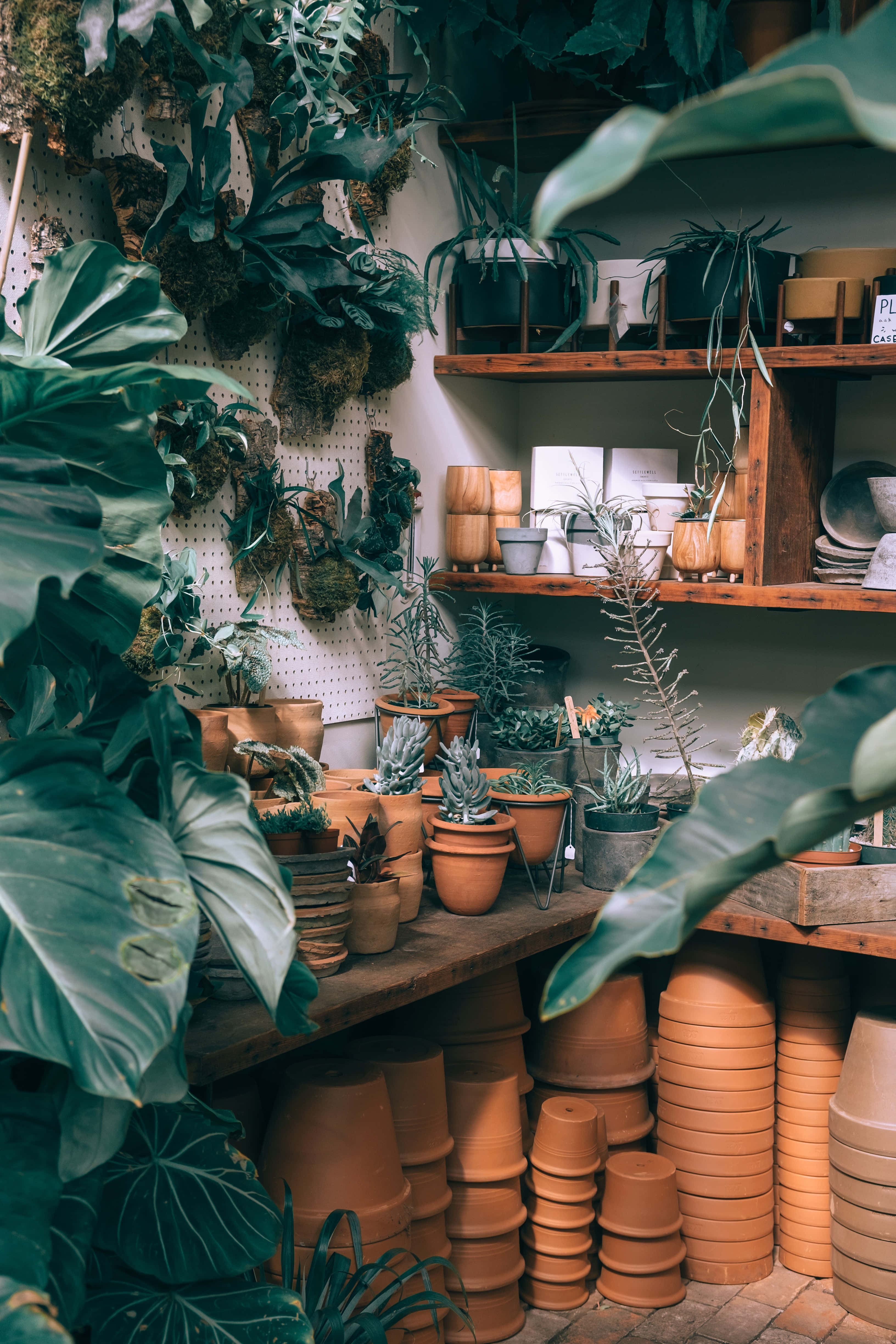 Plant Phone, terracotta pots, hanging greenery, 4K Phone Wallpaper