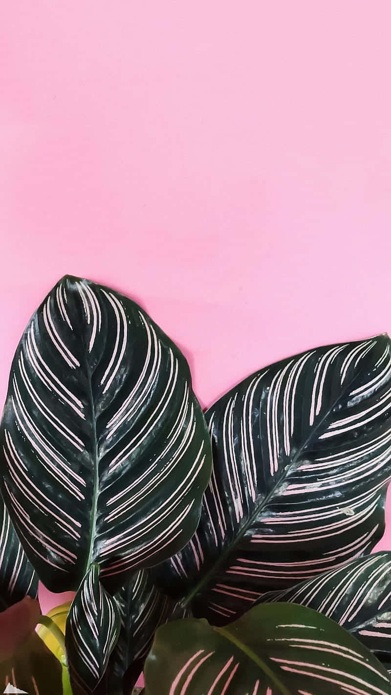Plant Phone, dark green leaves, white stripes, HD Phone Wallpaper