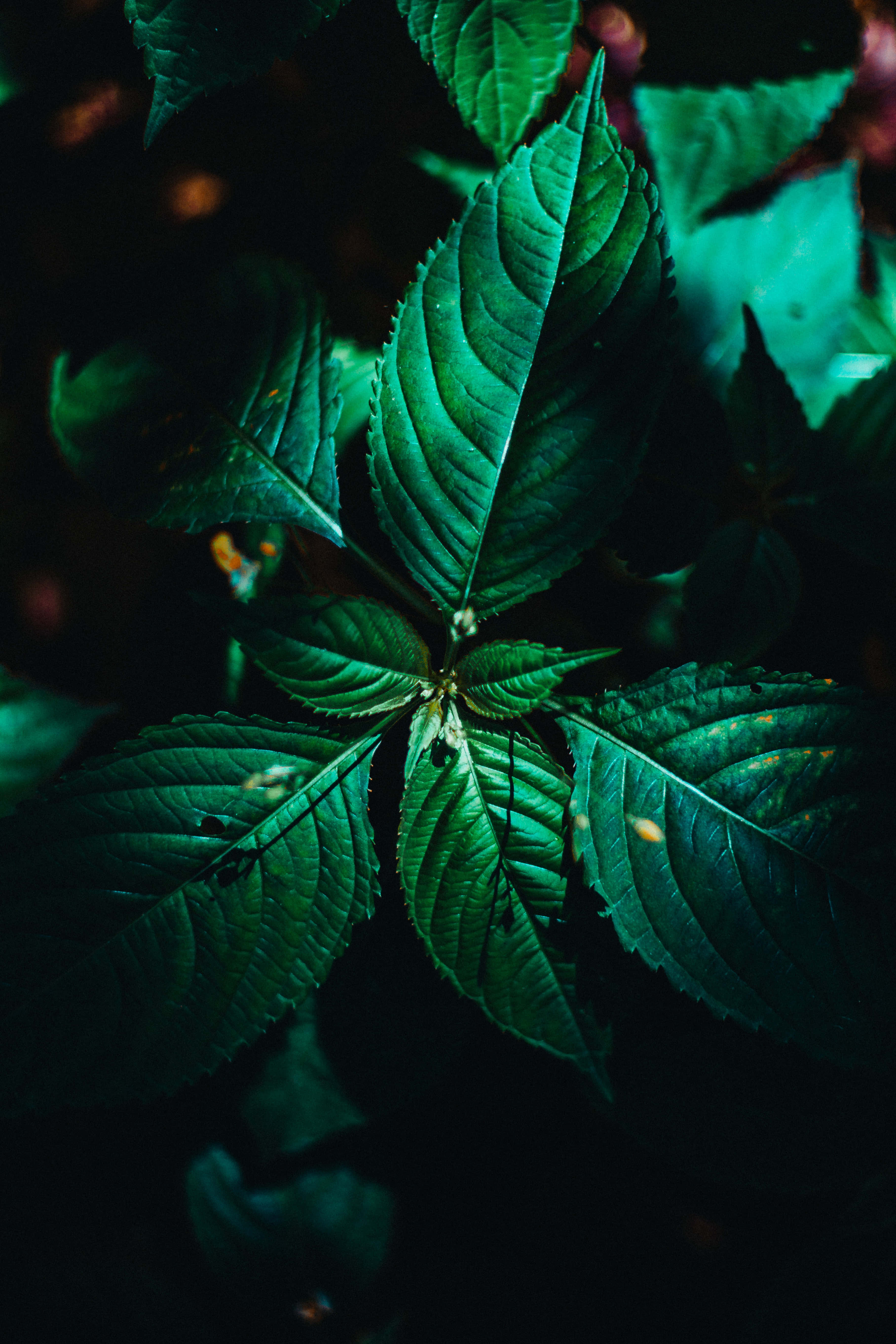 Plant Phone, emerald leaves, intricate veins, 5K Phone Wallpaper