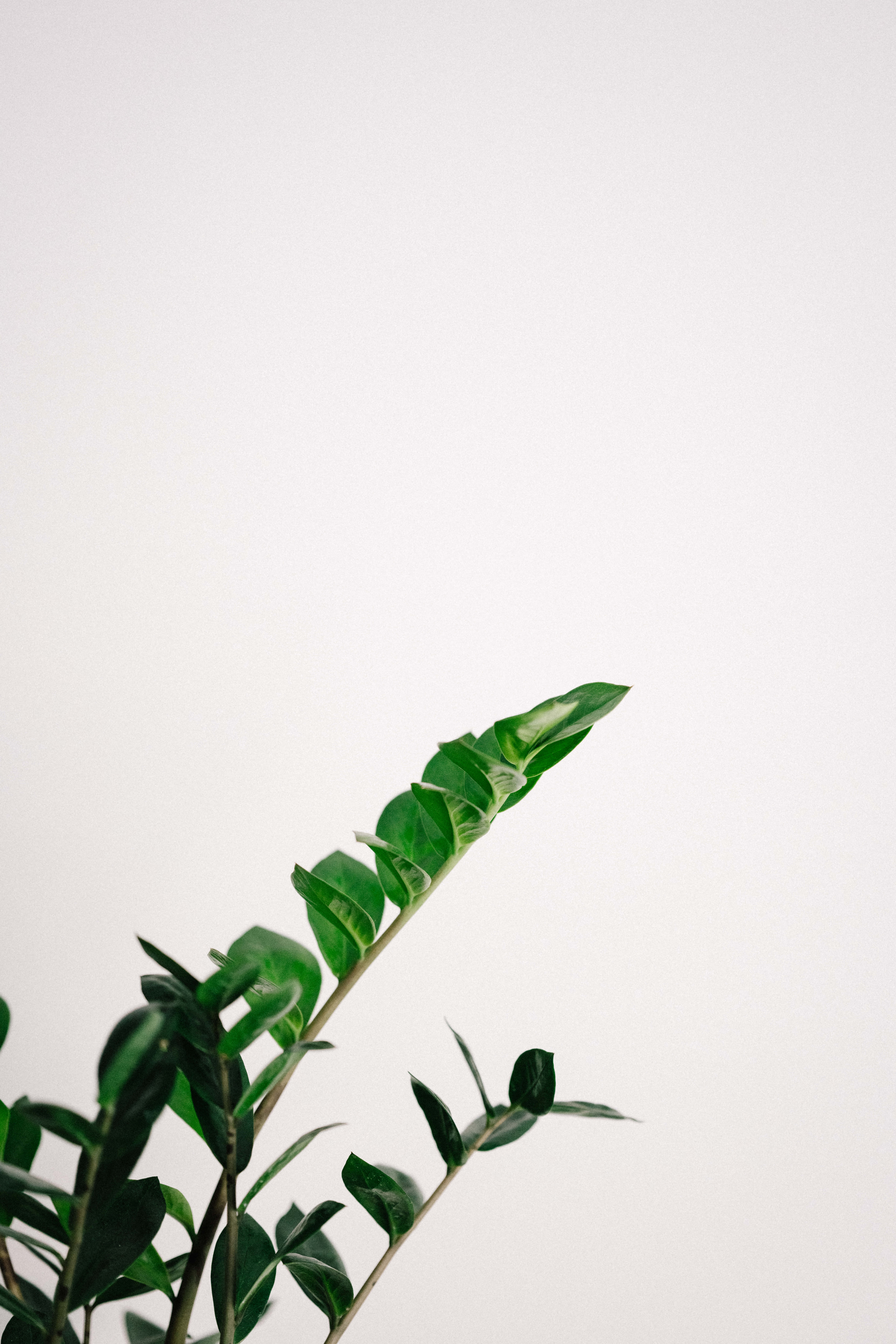 Plant Phone, green leafy stem, off-white background, 8K Phone Wallpaper