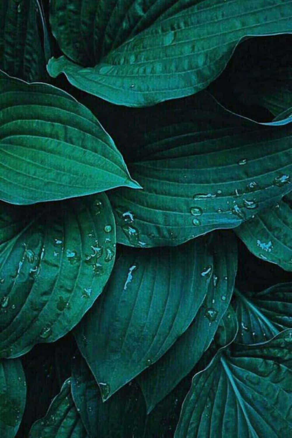Plant Phone, hosta leaves, dewdrops, HD Phone Wallpaper
