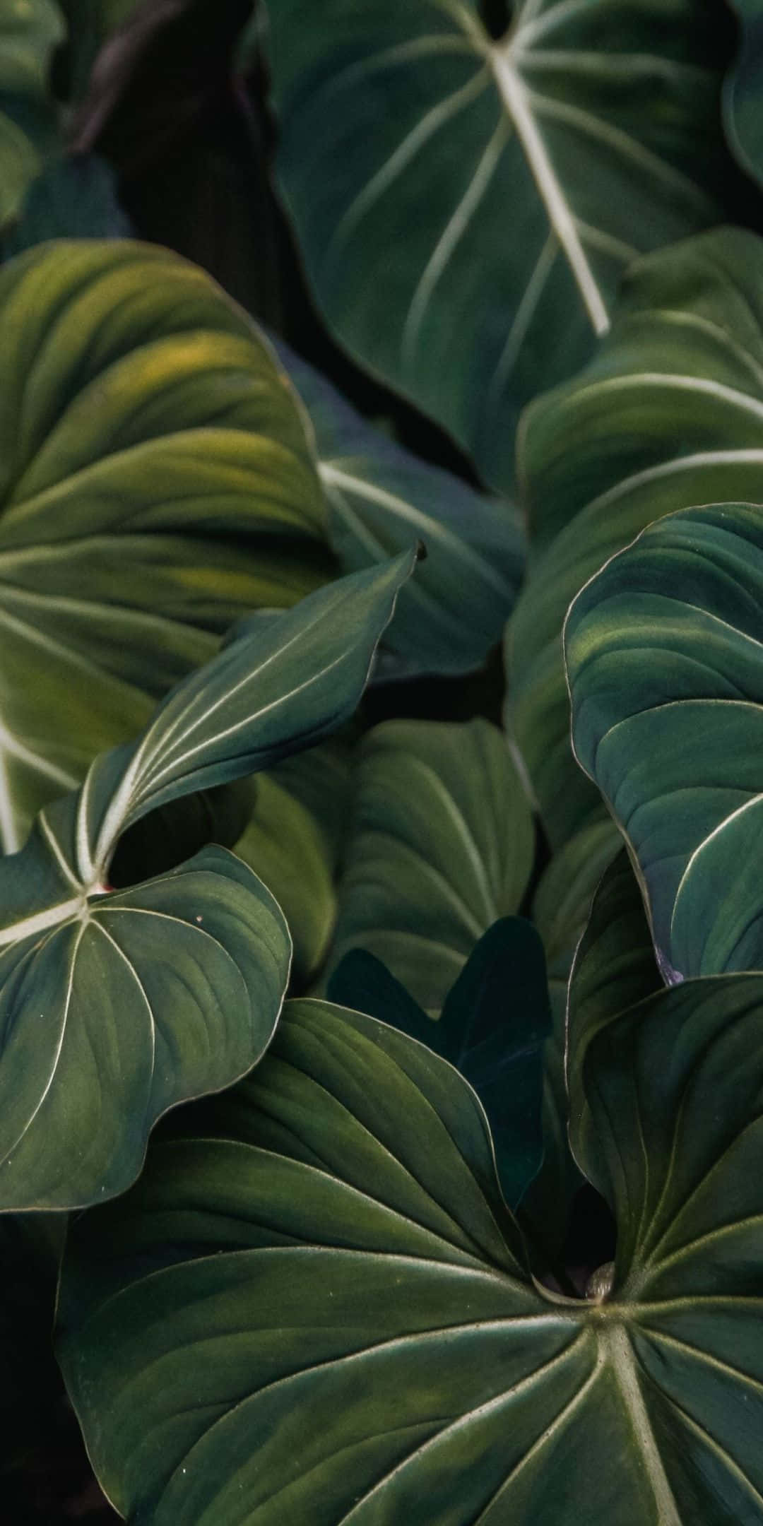 Plant Phone, tropical leaves, prominent veins, Full HD Phone Wallpaper