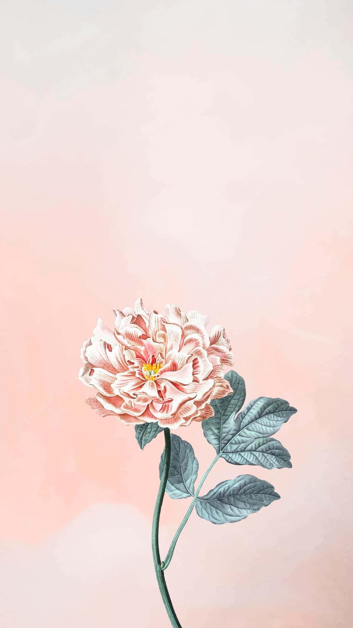Plant Phone, pink peony, layered petals, Full HD Phone Wallpaper