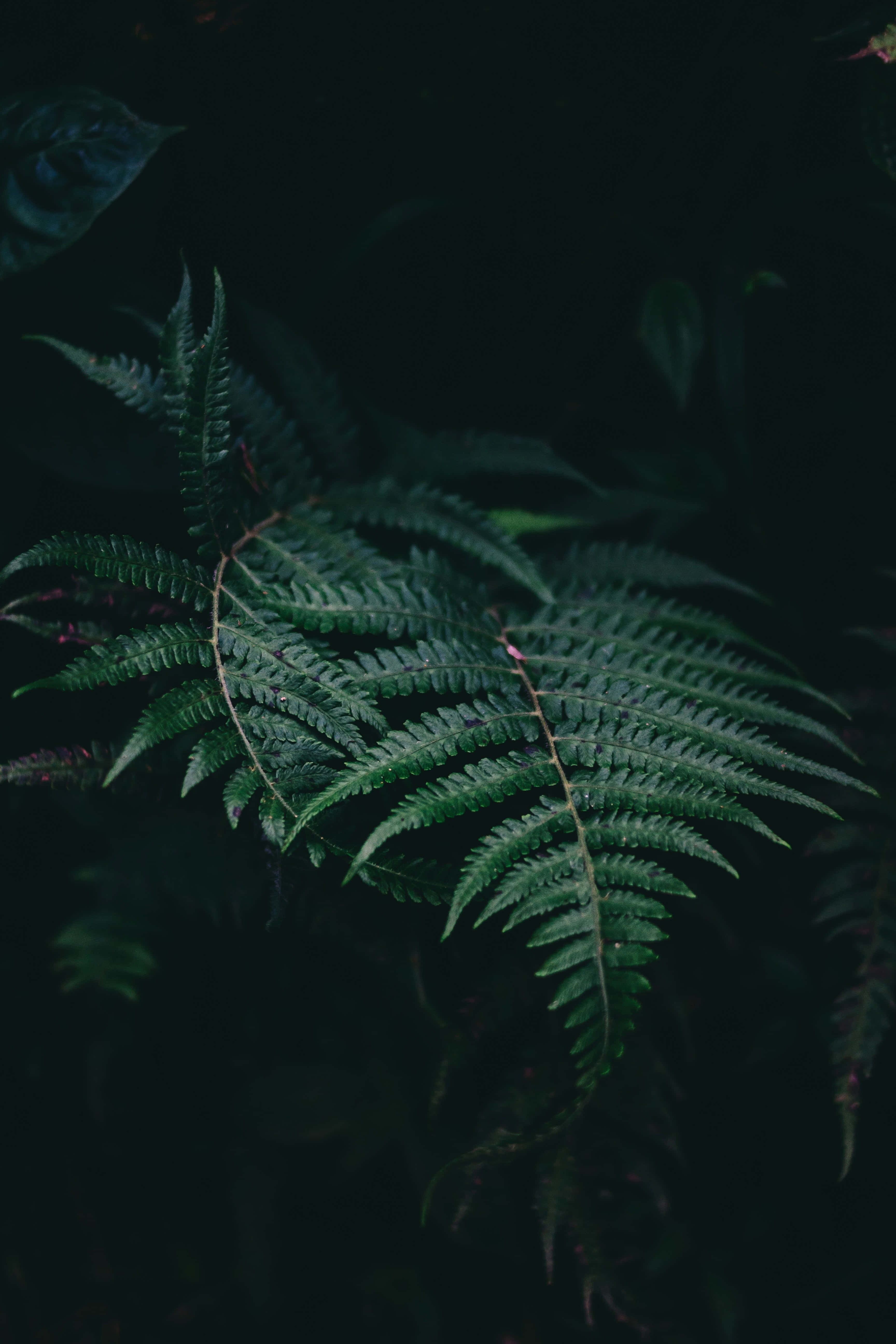 Plant Phone, fern frond, deep green, 5K Phone Wallpaper