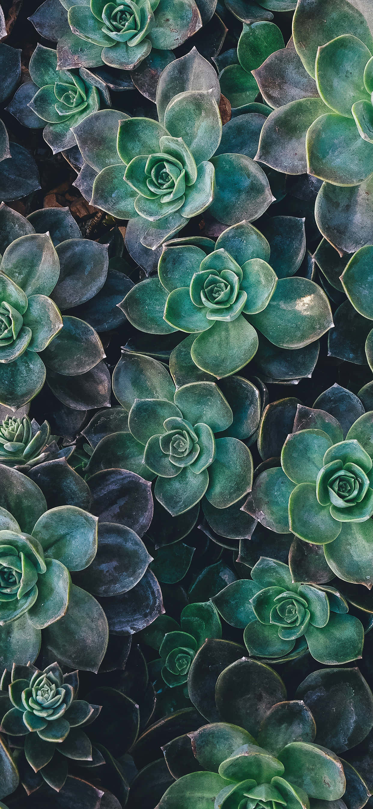 Plant Phone, succulent rosettes, deep green, 2K Phone Wallpaper