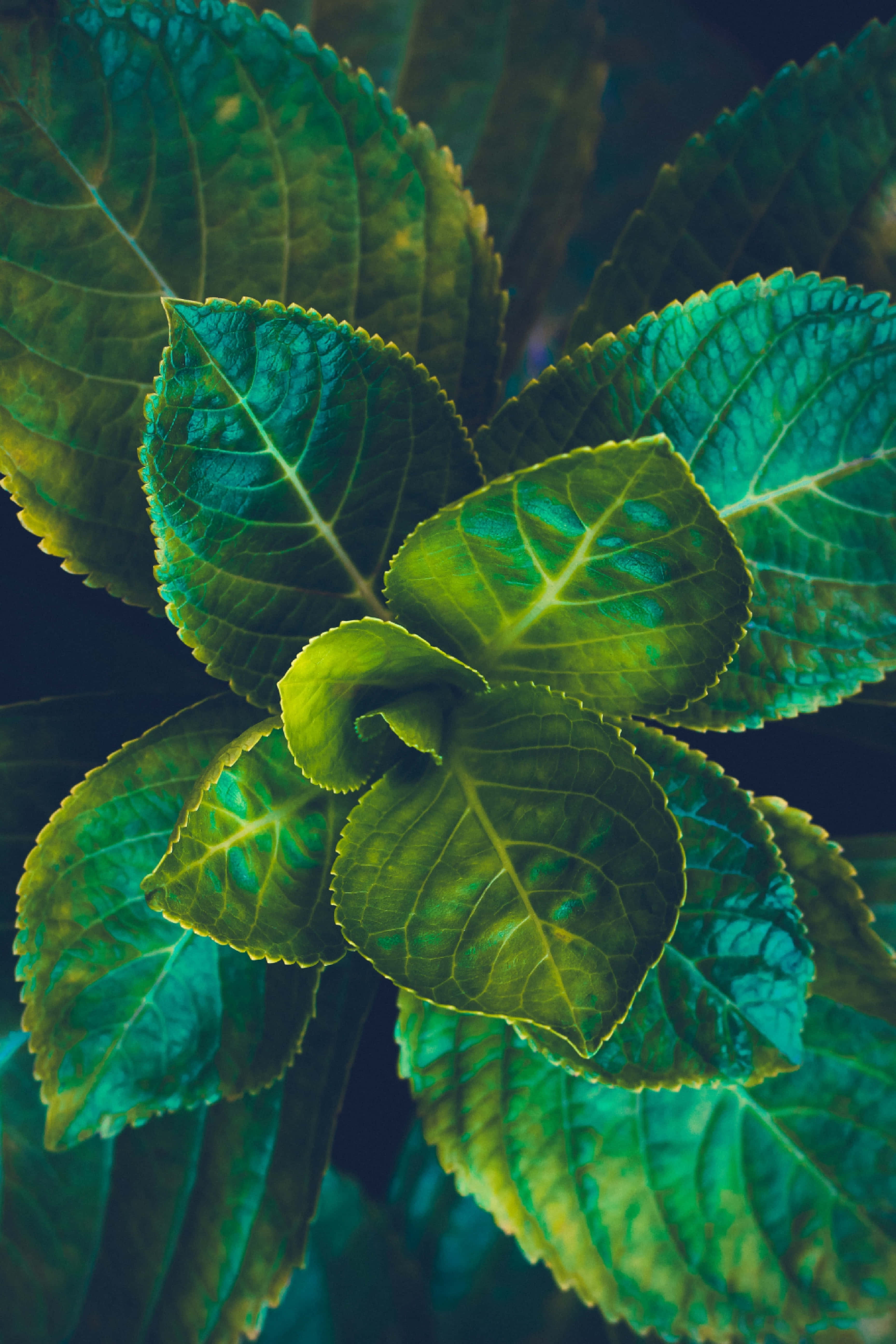 Plant Phone, hydrangea, serrated edges, 5K Phone Wallpaper